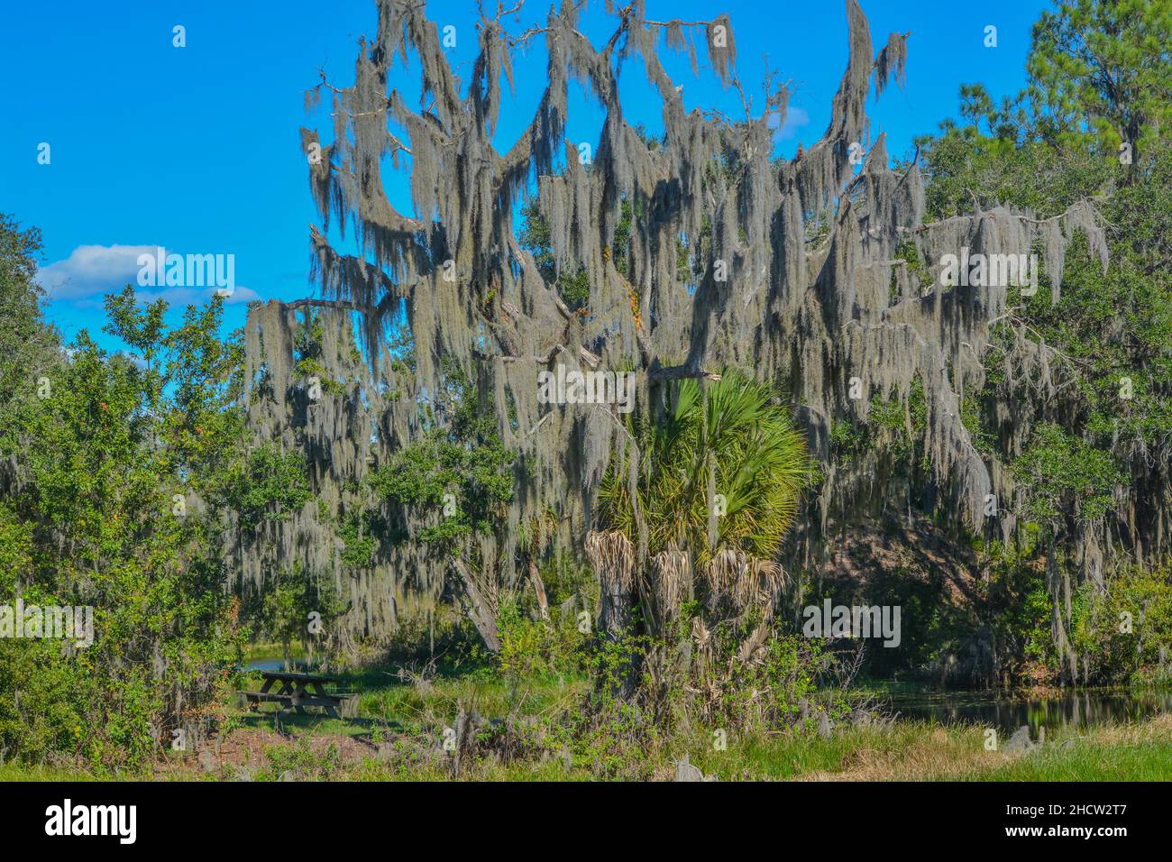 The beautiful tree lined Hurrah Lake in Alafia River State Park, Lithia, Hillsborough County, Florida Stock Photo