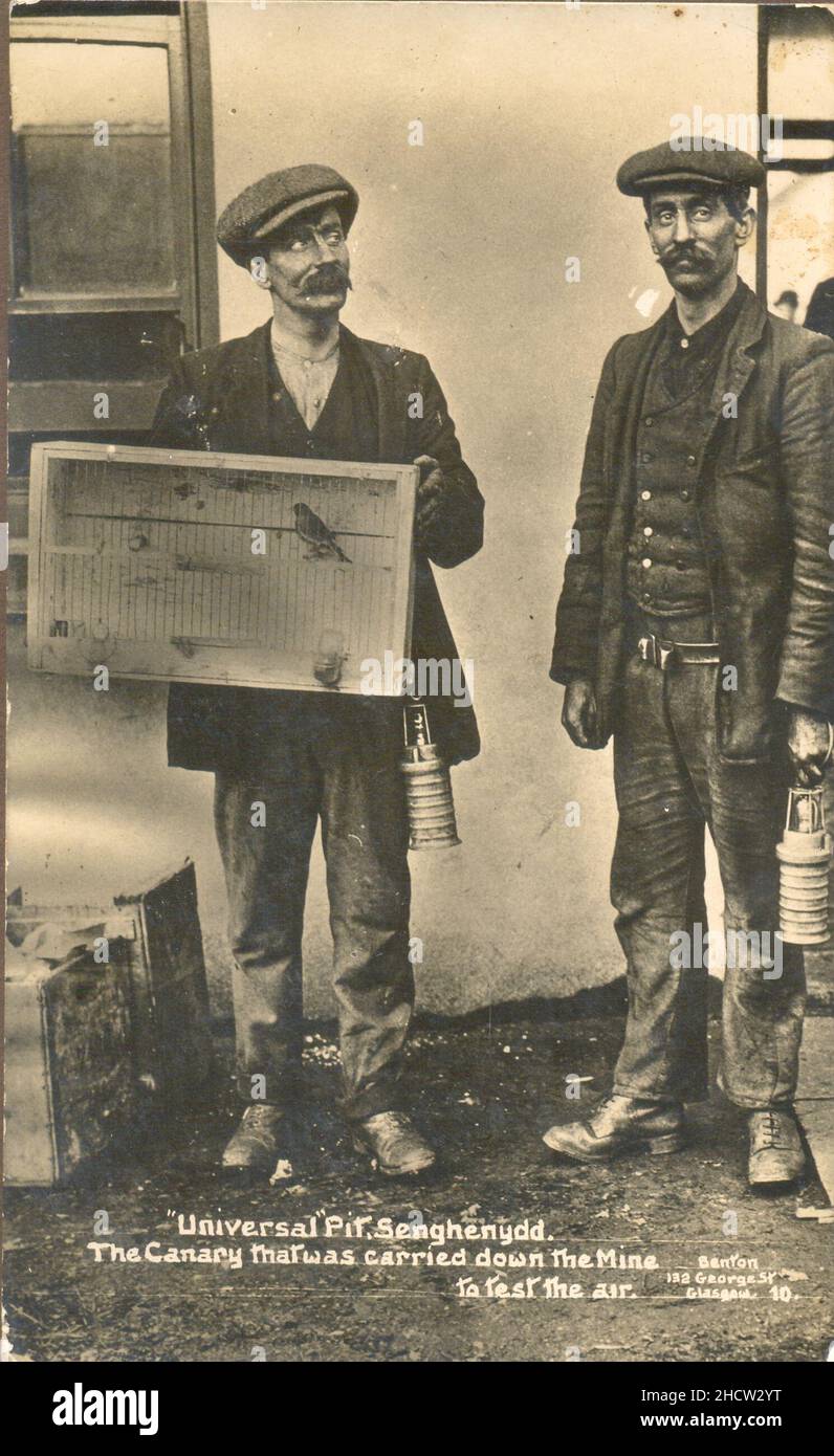 Picture postcard photograph of two miners from Universal Pit, Aber Valley, Wales with their canary for test the air down the mine 1914 Stock Photo