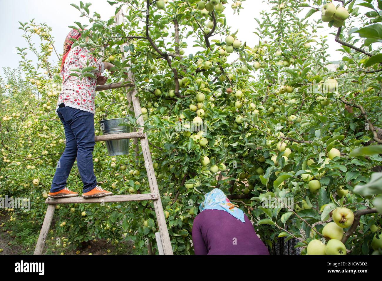 Farmer picking apples in orchard hires stock photography and images