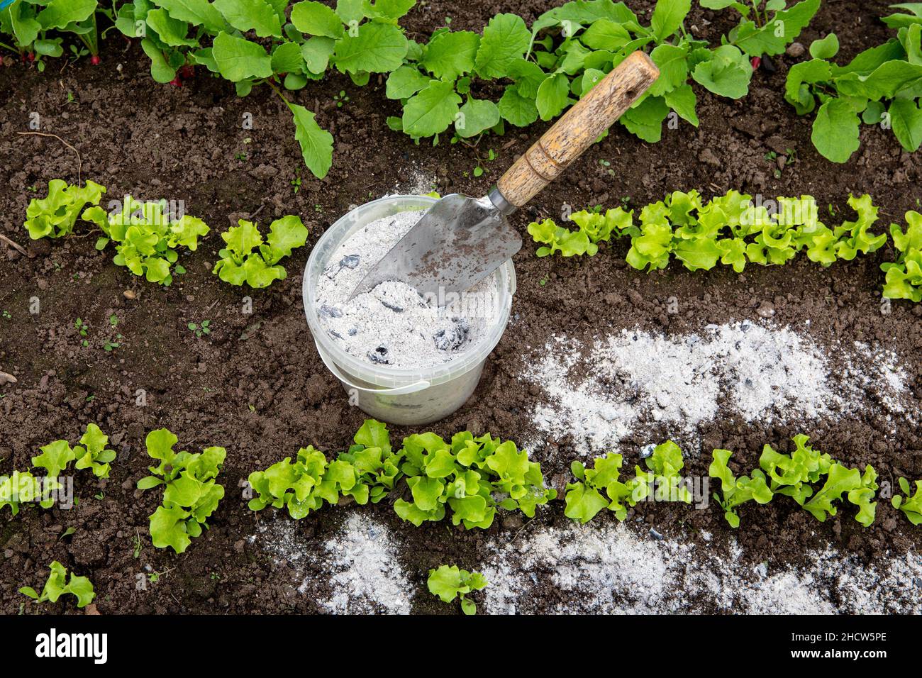 Using wood burn ash from small garden shovel between lettuce herbs for non-toxic organic insect repellent on salad in vegetable garden. Stock Photo