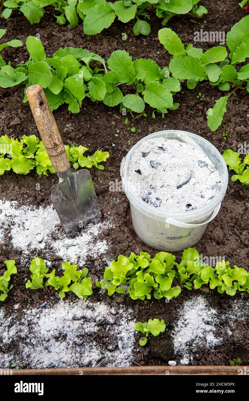 Using wood burn ash from small garden shovel between lettuce herbs for non-toxic organic insect repellent on salad in vegetable garden. Stock Photo