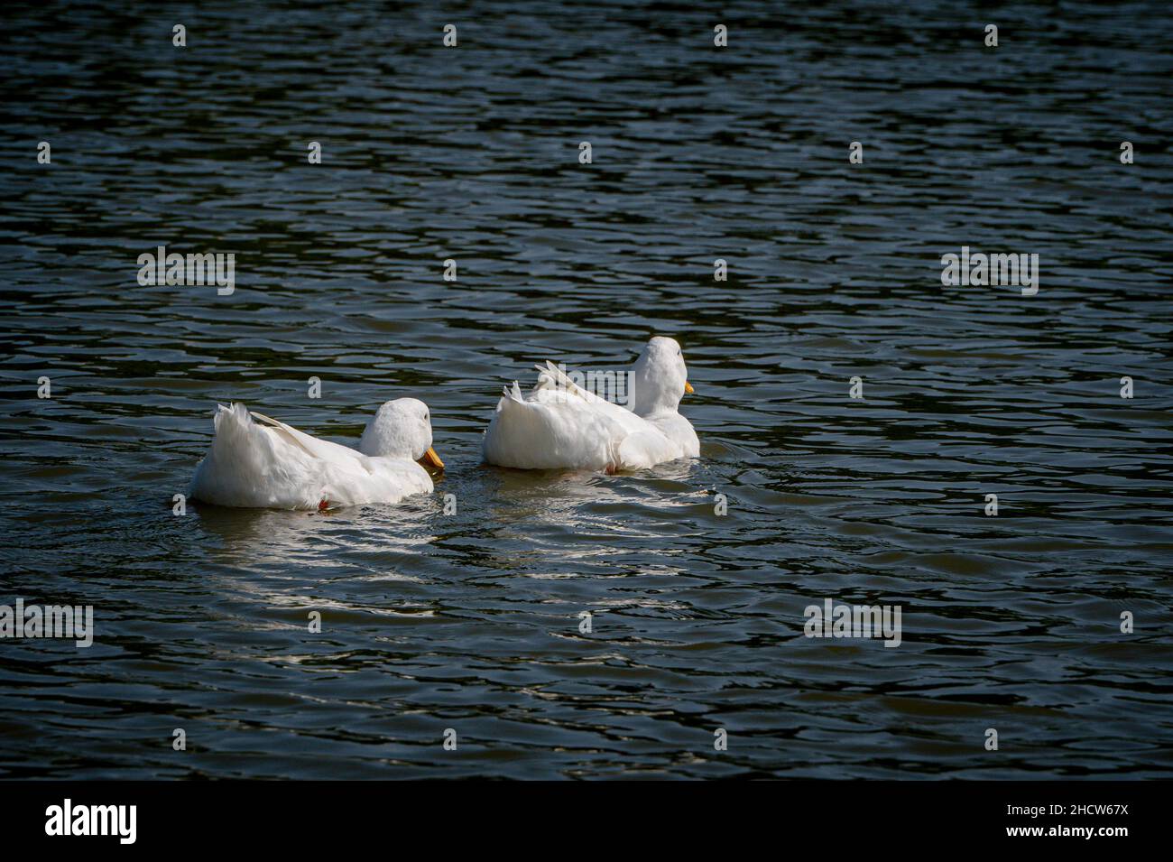 Pekin ducks also known as Aylesbury or Long Island ducks Stock Photo