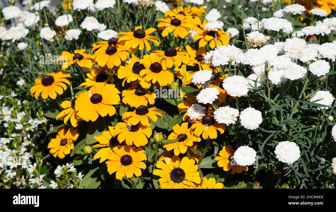 Summer flowers in a Finnish garden Rudbeckia hirta Toto gold and Molimba white Stock Photo