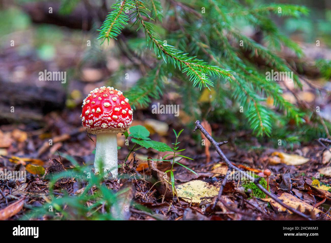 Amanita muscaria, commonly known as the agaric or amanita flytrap in the fall forest Stock Photo