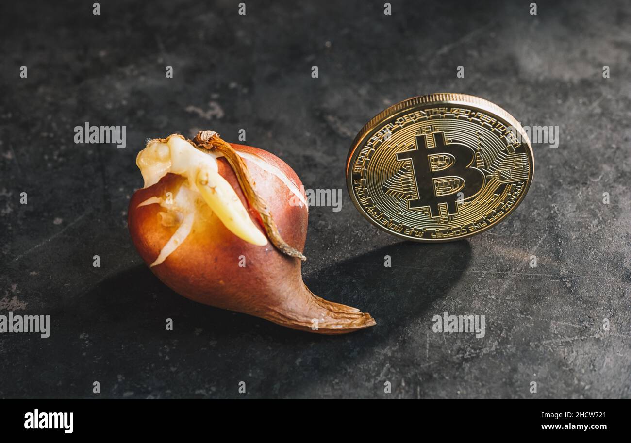 Bitcoin bubble cryptocurrency with Tulip bulbs - Tulip mania market crash  Stock Photo - Alamy