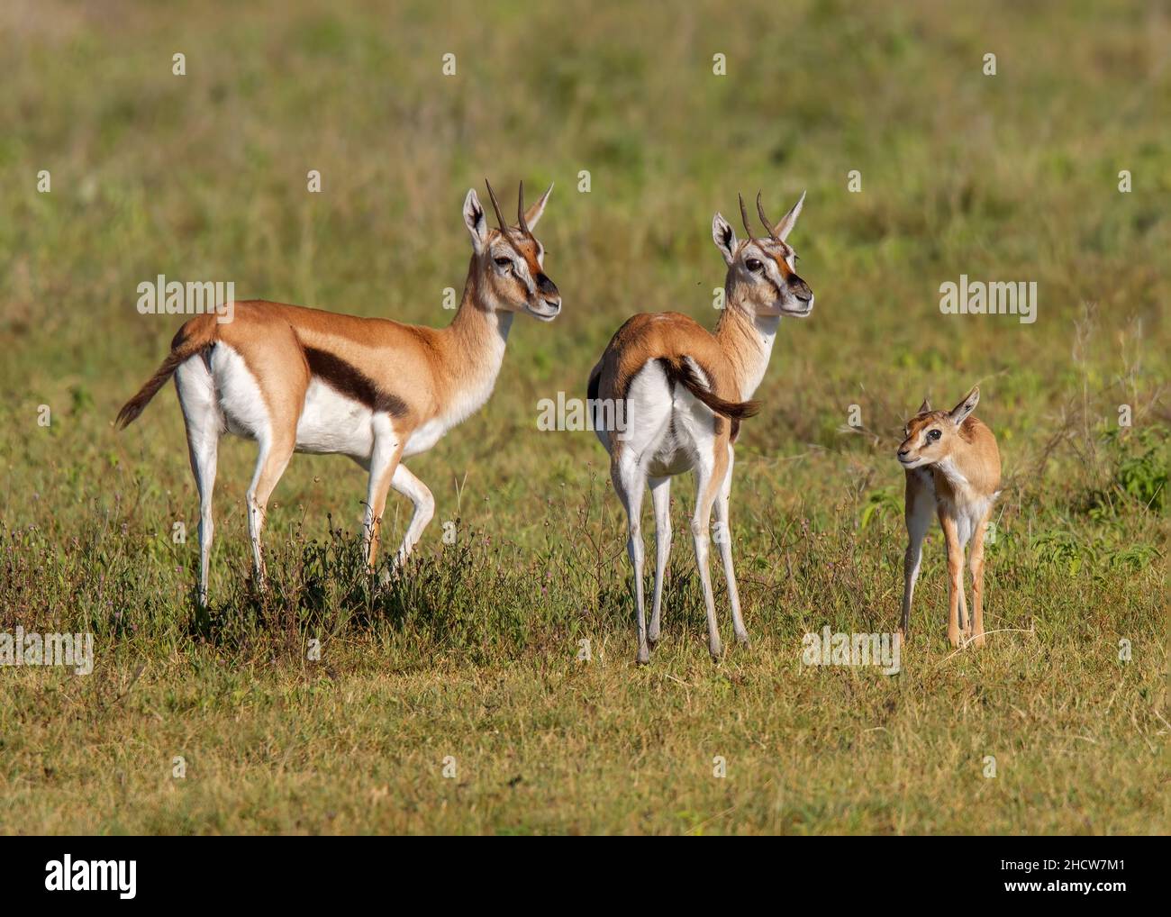 Two female Thomson's gazelle (Eudorcas thomsonii) with fawn, Ngorongoro ...