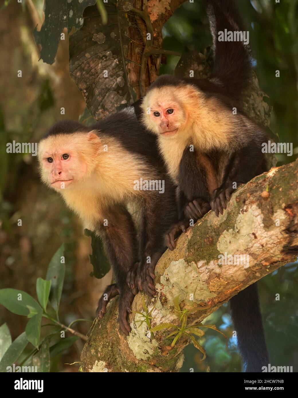 white-headed capuchin (Cebus capucinus), also known as the white-faced capuchin or white-throated capuchin, family Cebidae, subfamily Cebinae, Costa R Stock Photo
