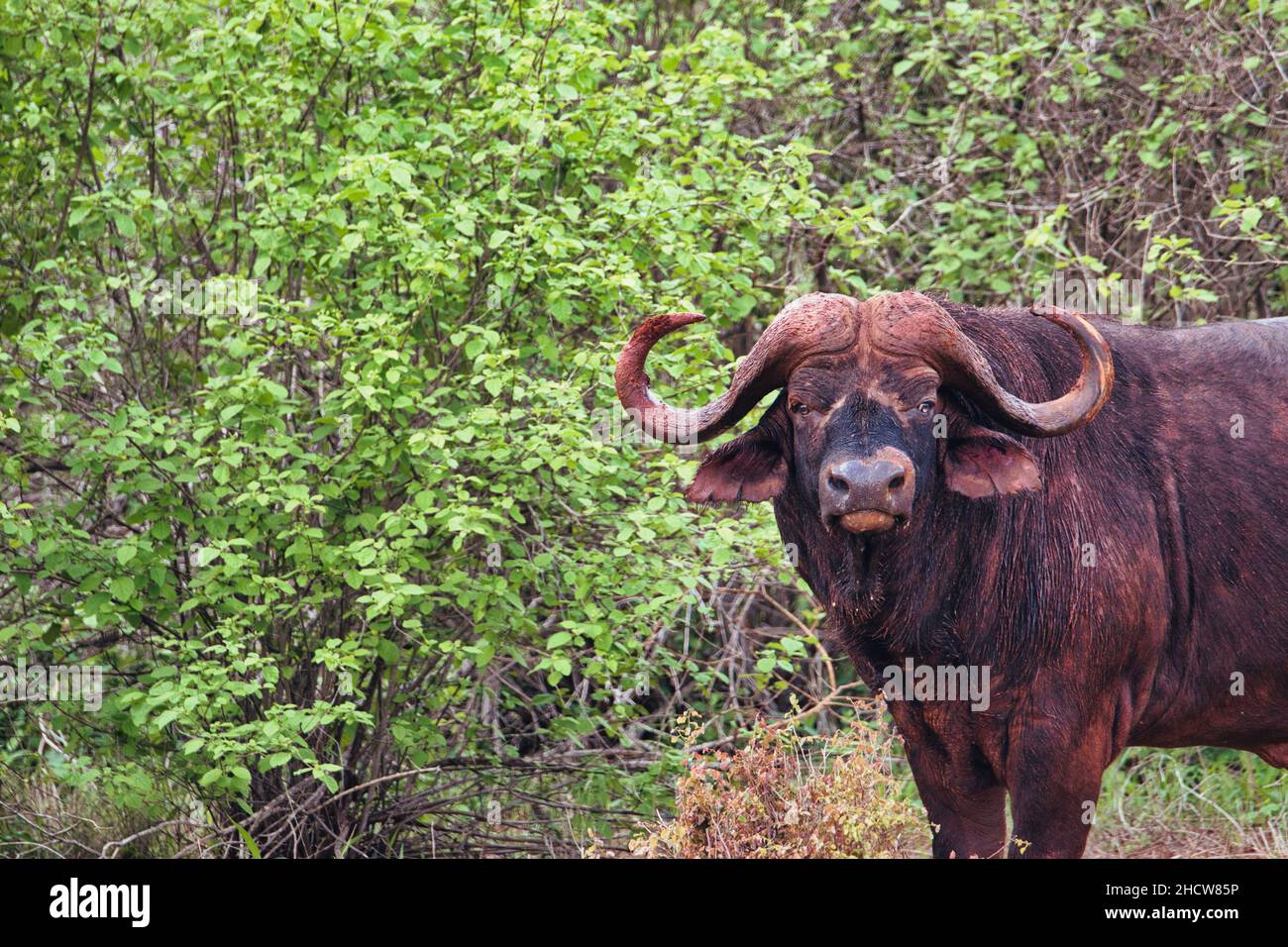 Büffel im Nationalpark Tsavo Ost, Amboseli, Samburu, Nakuru, und Tsavo West in Kenia Stock Photo