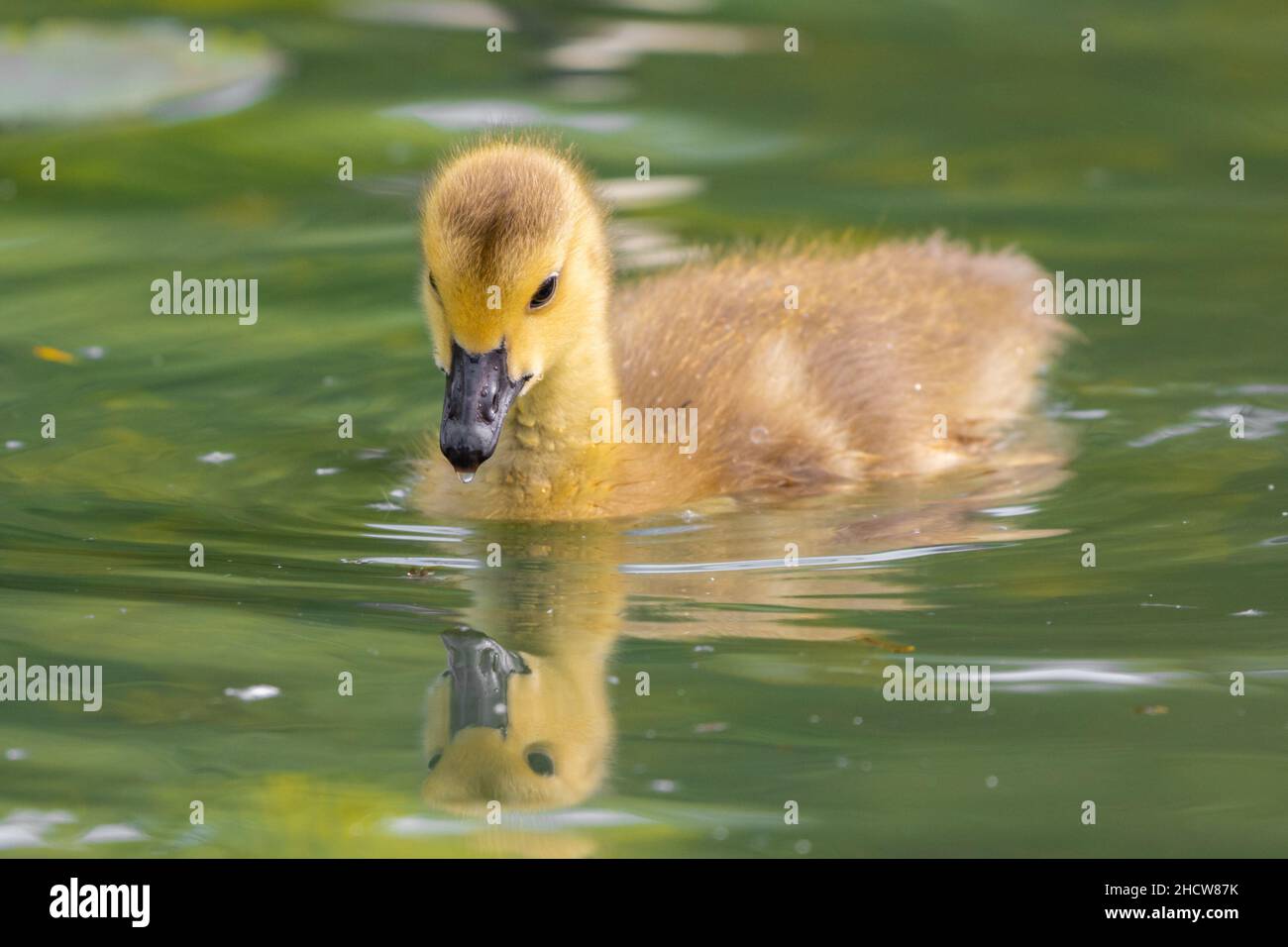 Young Canada Goose gosling or chick looking down at the reflection in ...