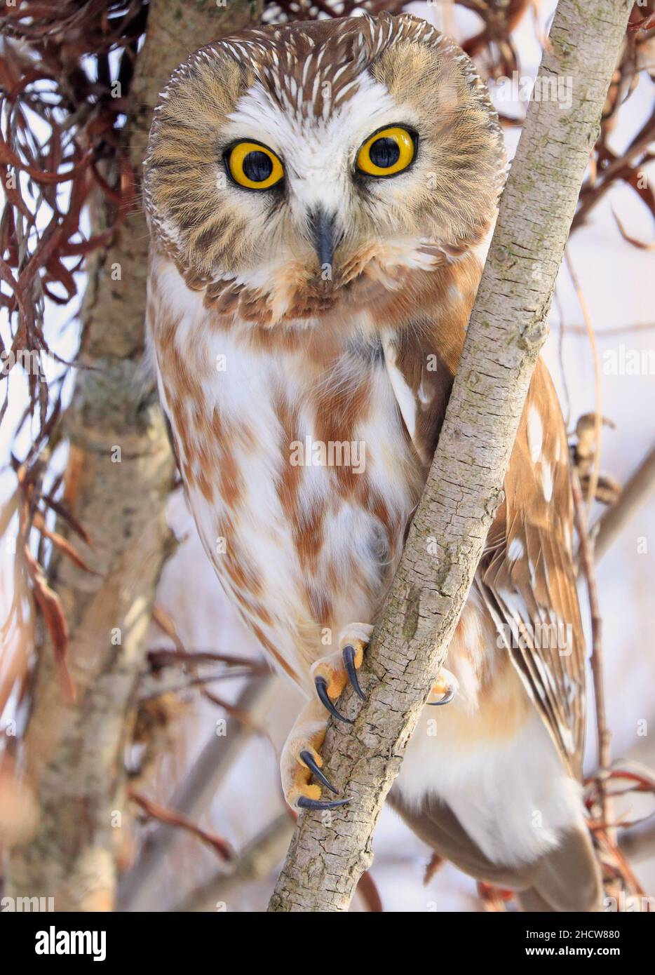 Northern Saw-whet Owl standing on a tree branch, Quebec, Canada Stock Photo