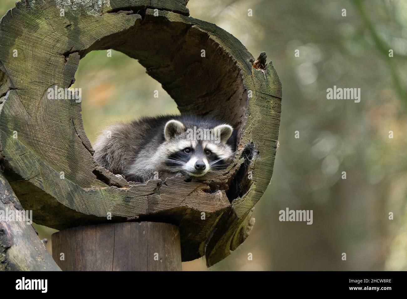 Raccoon in a hollow tree hires stock photography and images Alamy