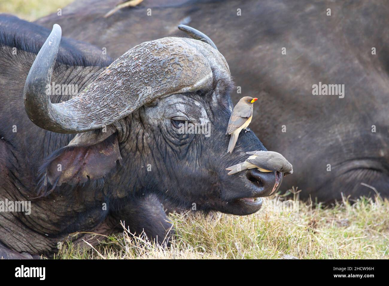 Two yellow-billed oxpecker, Buphagus africanus, sitting on the nose of an African buffalo, Syncerus caffer. Stock Photo