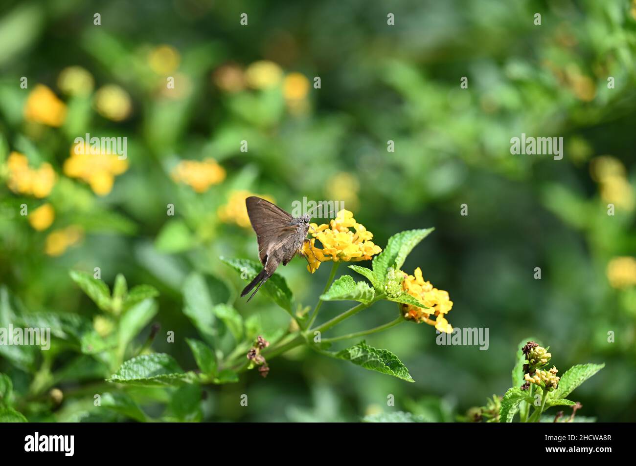 Big moth hanging on a yellow flower Stock Photo