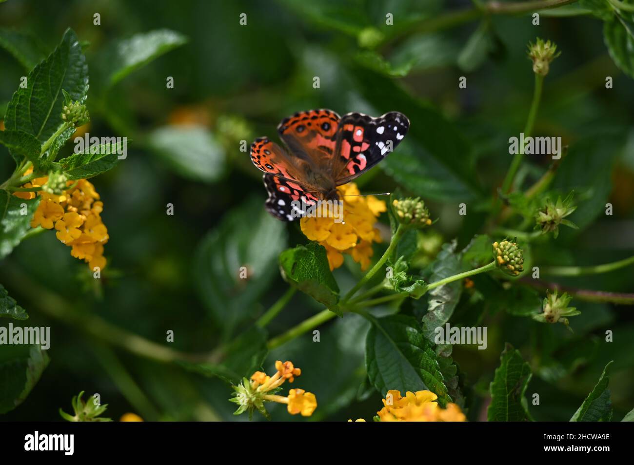 Red and Black Butterfly in a small garden Stock Photo