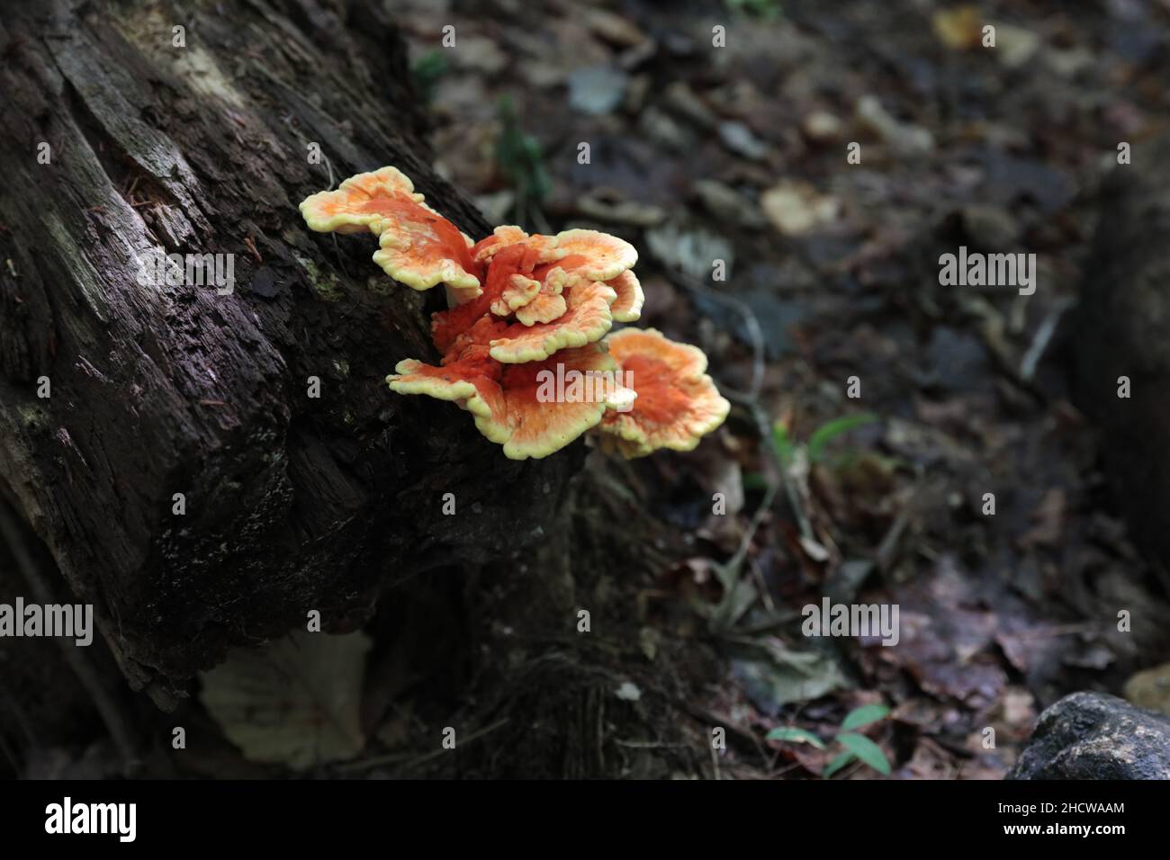 Laetiporus sulphureus, a bracket fungus growing on a tree trunk in the Adirondack Pharaoh Lake Wilderness, New York, USA Stock Photo