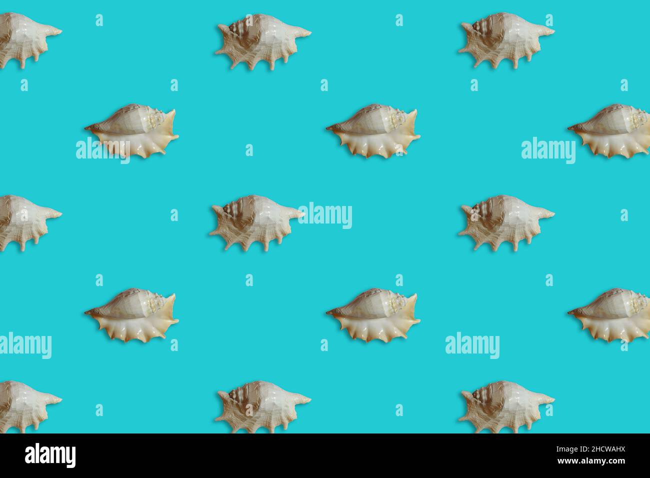 Trendy pattern made with sea shell on bright light blue background ...