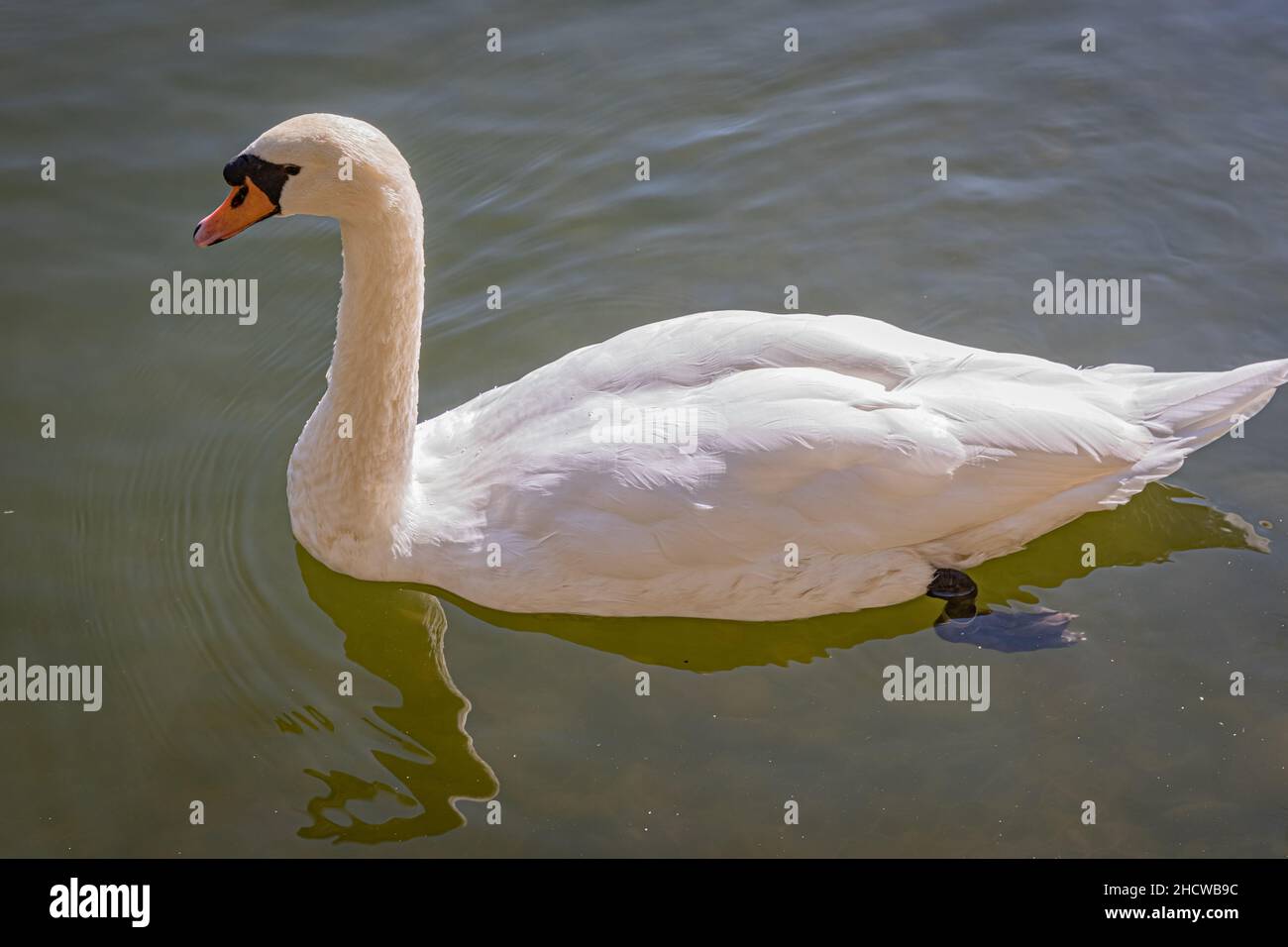Swan in city pond in southern Poland Stock Photo