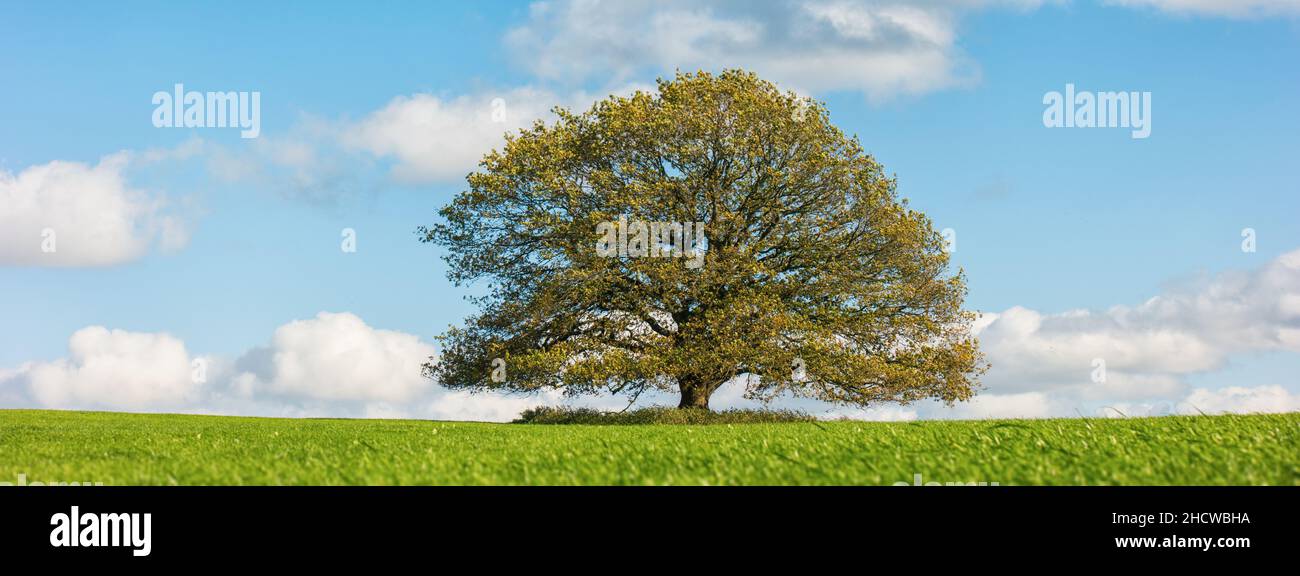 Blue oak tree hi-res stock photography and images - Alamy