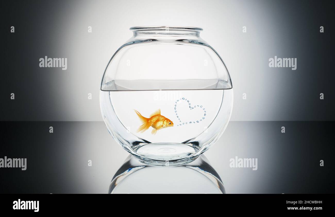 Goldfish in Love Stock Photo Alamy