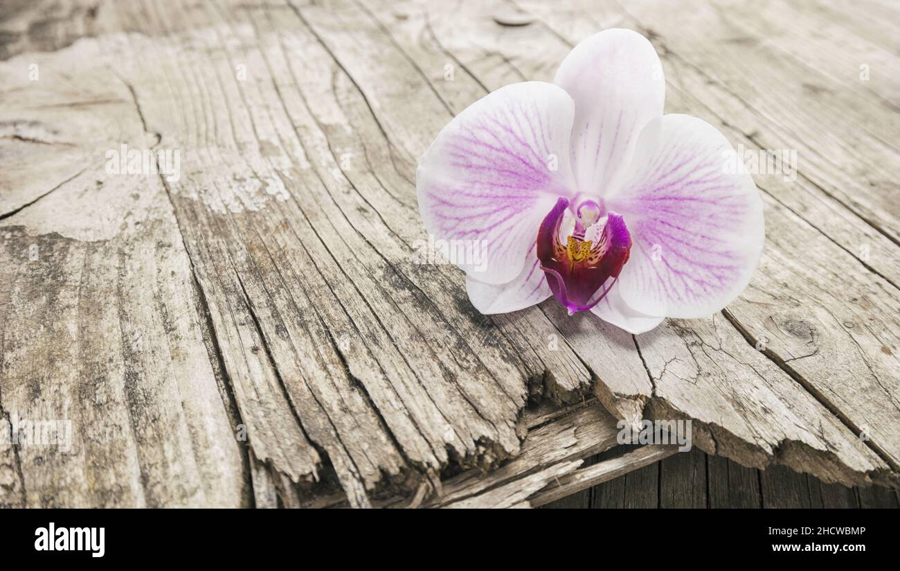 branch of orchids on wooden background Stock Photo