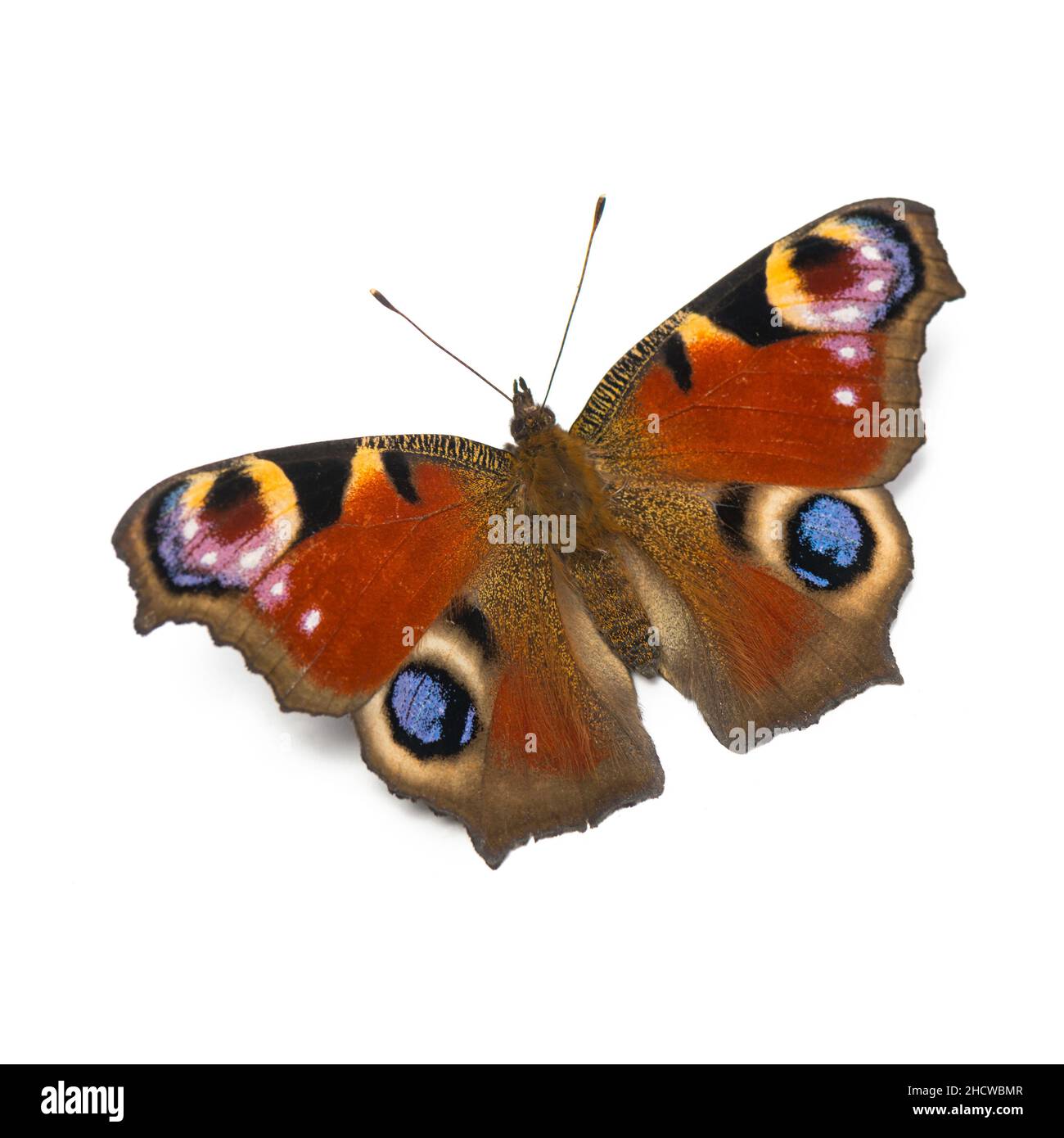 butterfly isolated on white background Stock Photo - Alamy