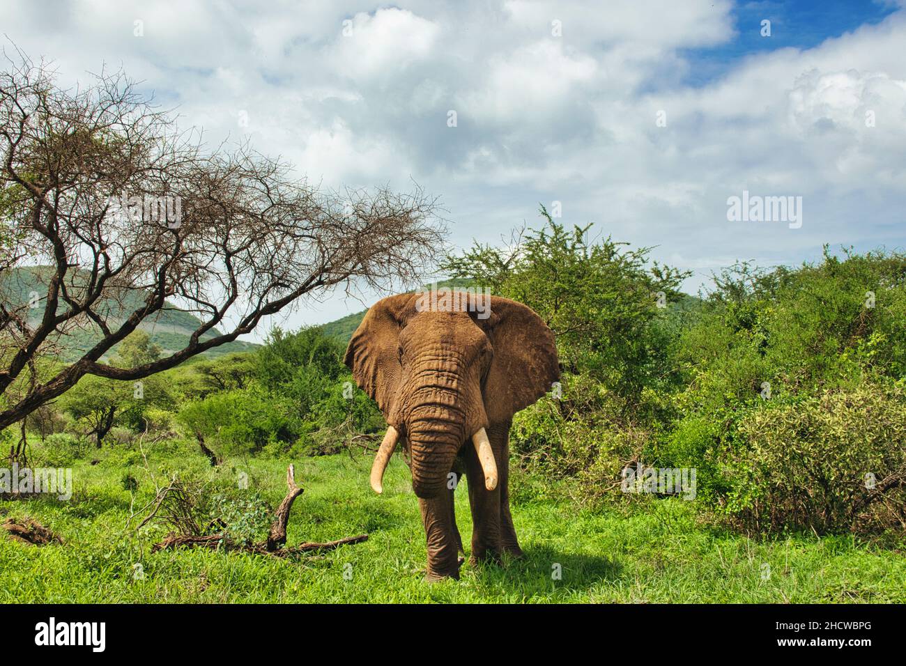 Elefanten im Nationalpark Amboseli,  Tsavo Ost und Tsavo West in Kenia Stock Photo