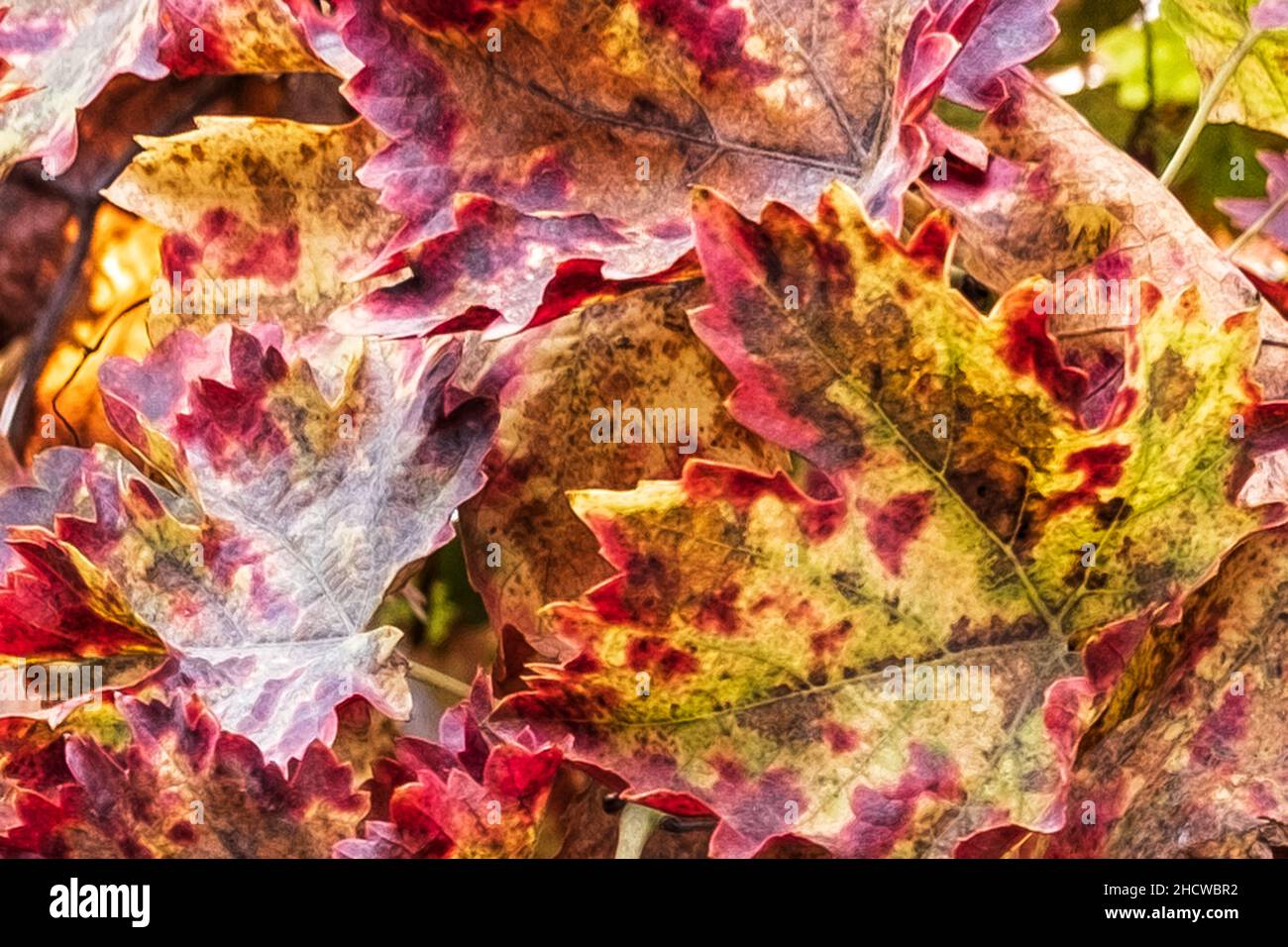Abstract view of autumn vine leaves. Stock Photo