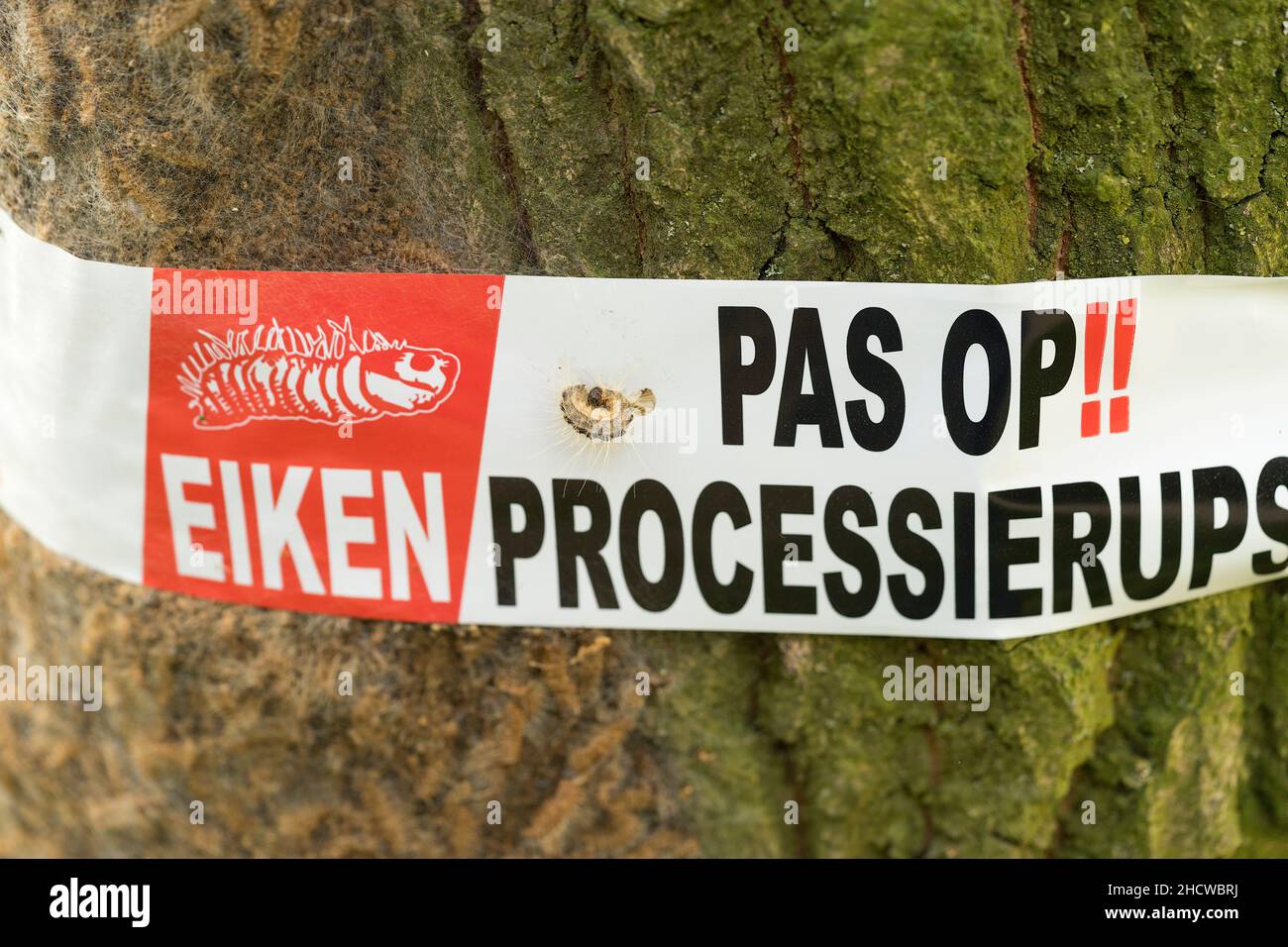 A  warning sign for oak procession caterpillars on a tree in the Netherlands Web of oak procession caterpillars with barrier tape and warning for heal Stock Photo