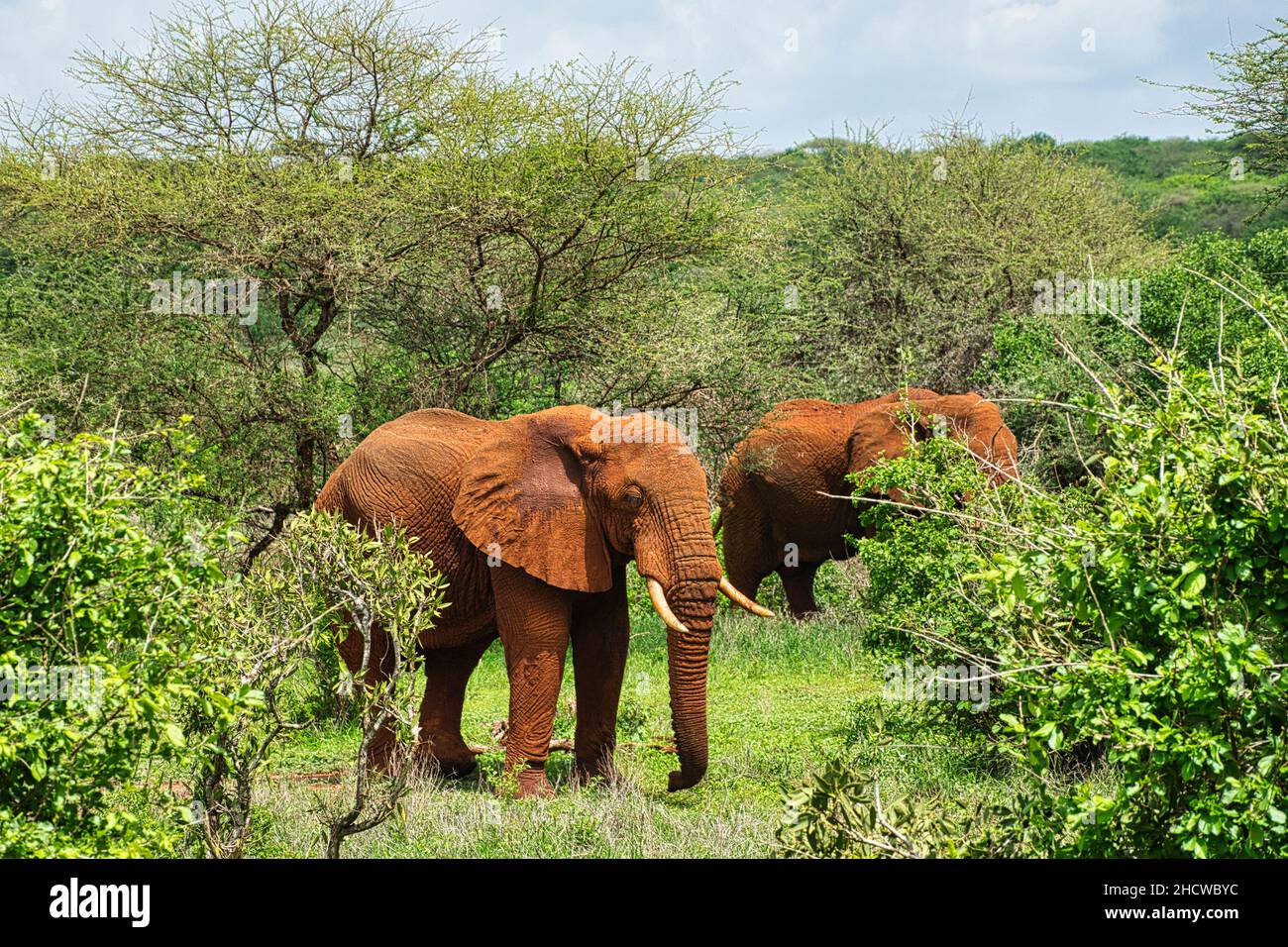 Elefanten im Nationalpark Amboseli,  Tsavo Ost und Tsavo West in Kenia Stock Photo
