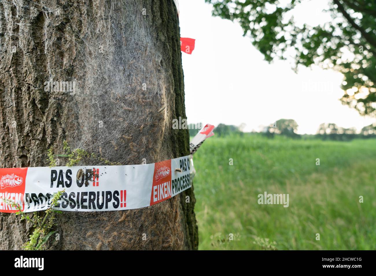 A warning sign for oak procession caterpillars on a tree in the Netherlands Web of oak  procession caterpillars with barrier tape and warning for heal Stock Photo