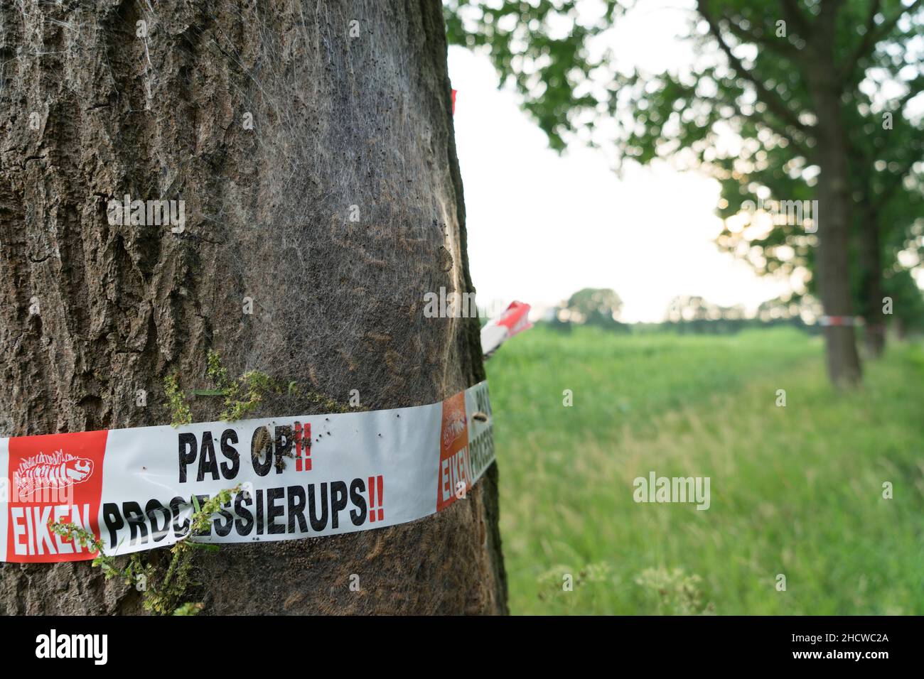 A warning sign for oak procession caterpillars on a tree in the Netherlands Web of oak procession caterpillars with barrier tape and warning for healt Stock Photo