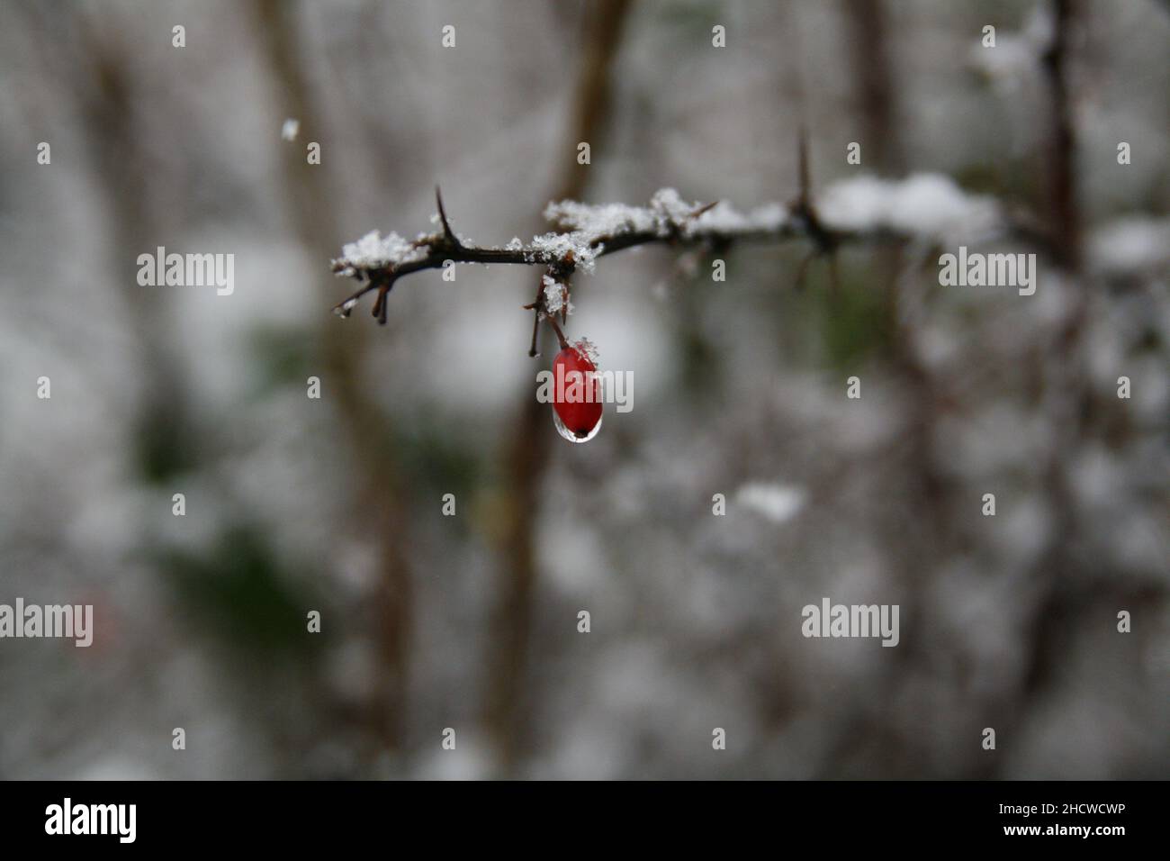 Hagebutte mit Schnee, Hintergrund: Sträucher, Bäume mit Schnee Stock Photo