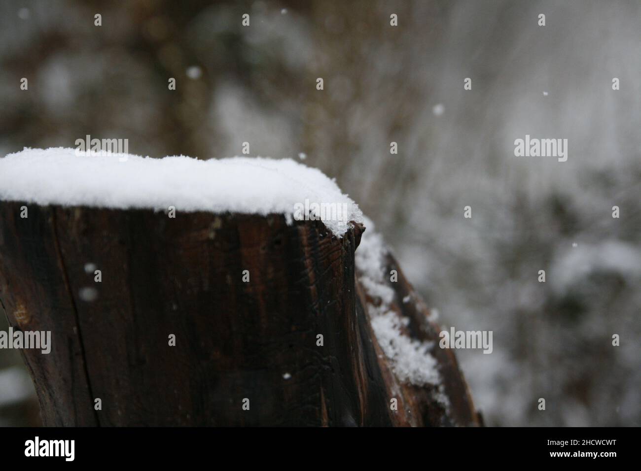Baumstamm mit Schnee, Hintergrund: Sträucher und herabfallener Schnee Stock Photo