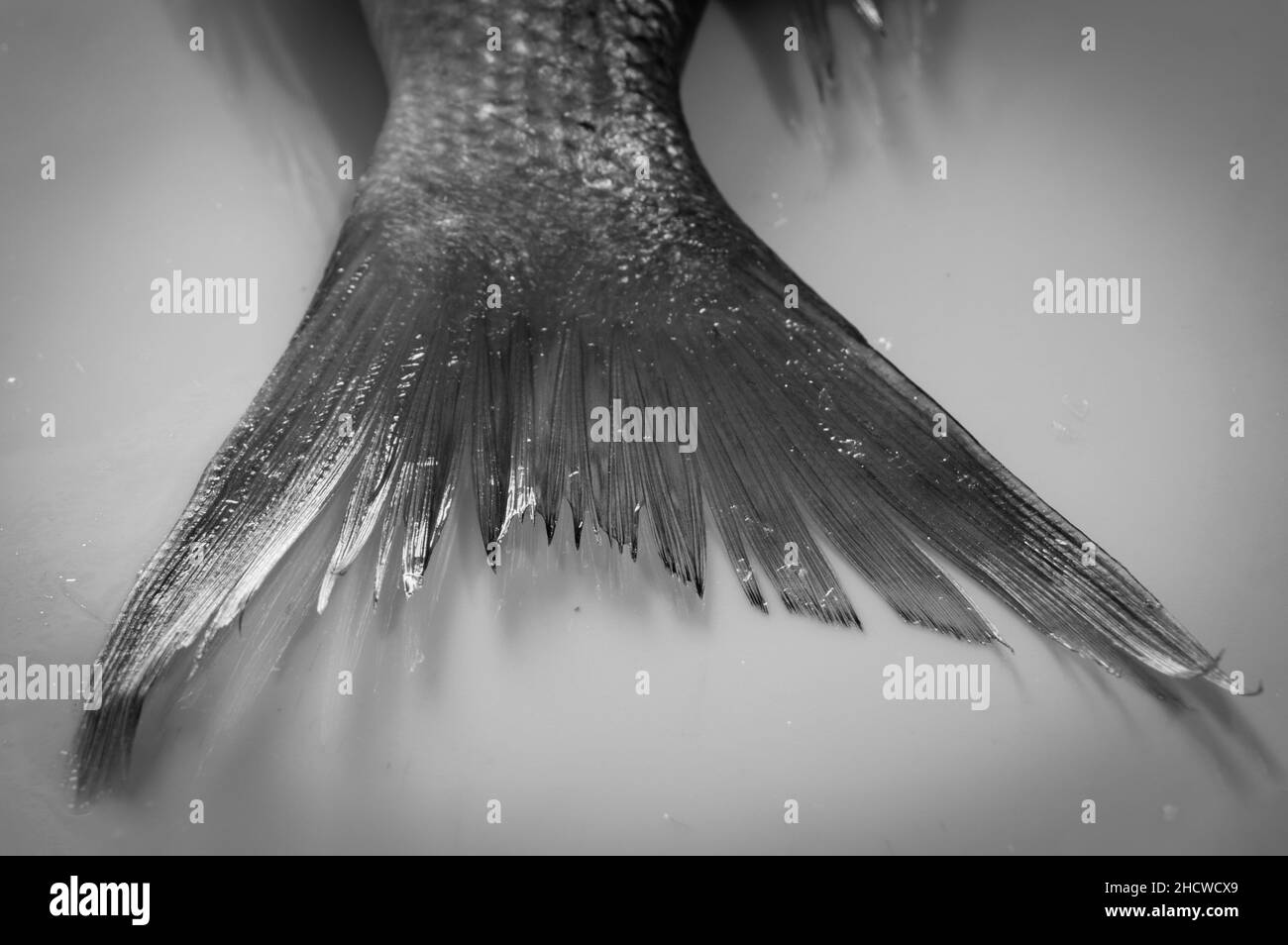 Saltwater fish Black and White Stock Photos & Images - Alamy