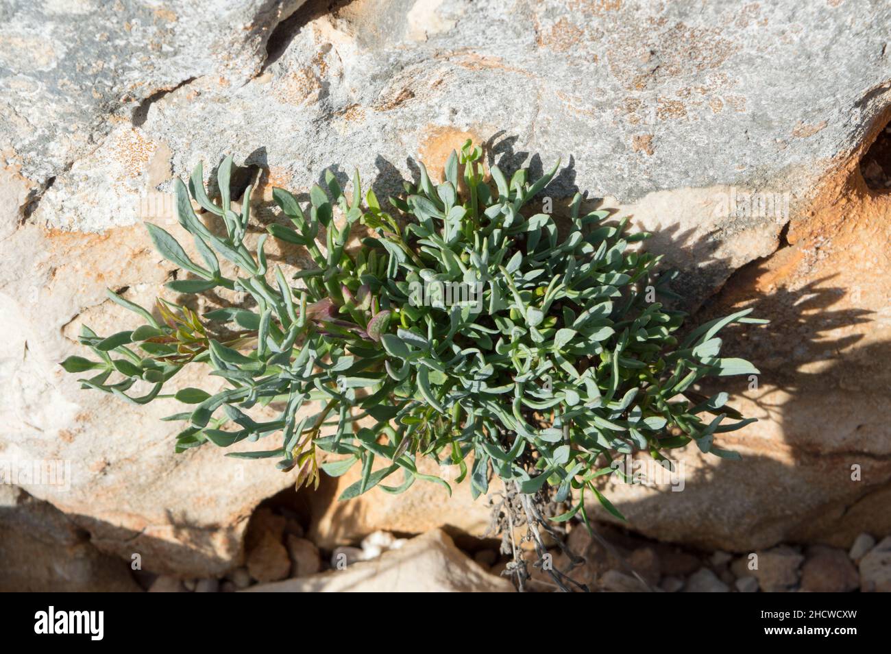 Rock samphire or sea fennel plant, Crithmum maritimum, edible coastal plant with green aromatic leaves, growing on the rock by the sea, in Croatia Stock Photo