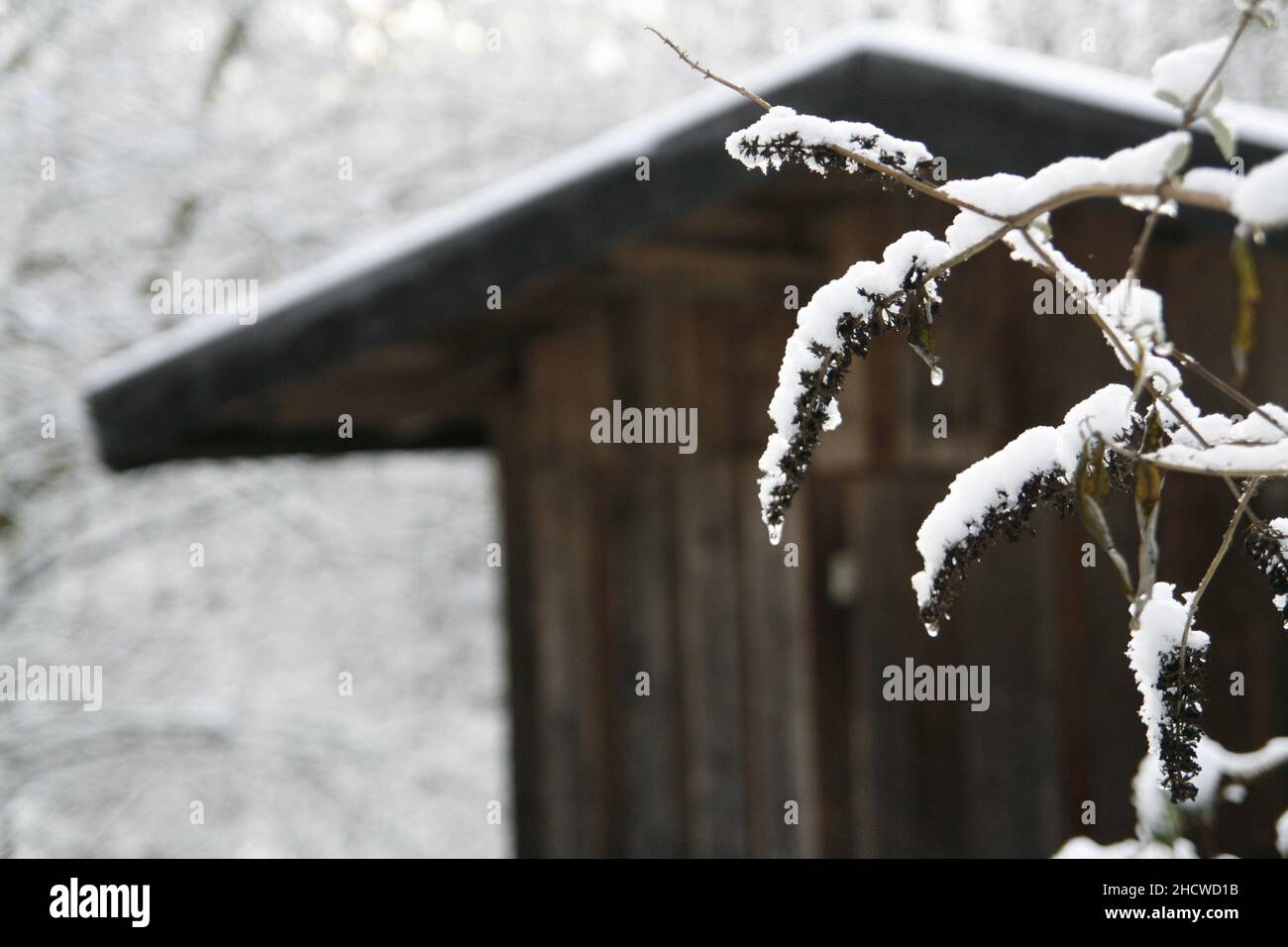 Sträucher mit Schnee, Hintergrund: Gartenhütte und Bäume mit Schnee Stock Photo
