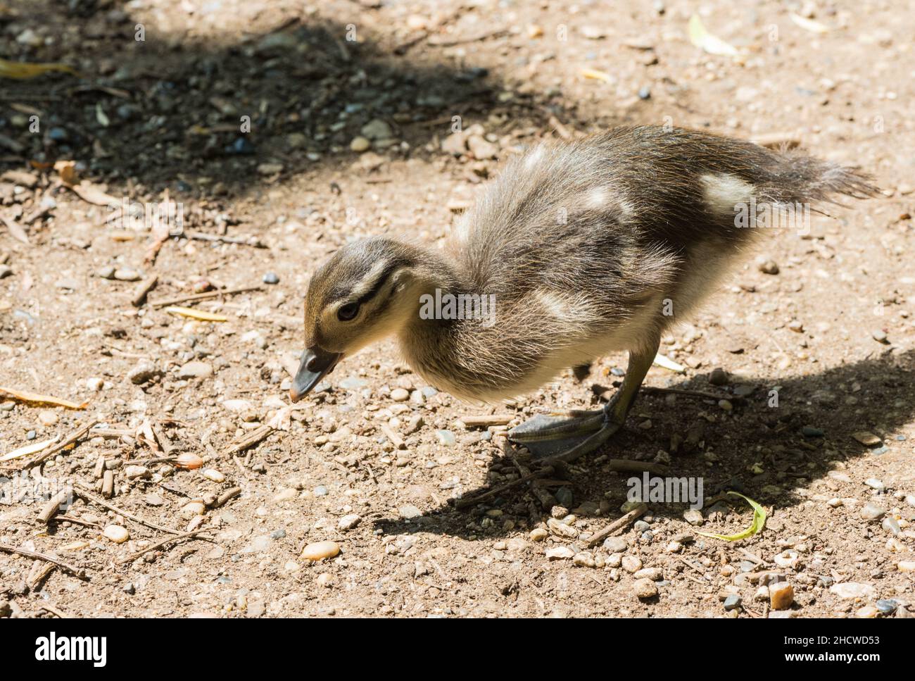 Mandarin (Aix galericulata) chick foraging Stock Photo