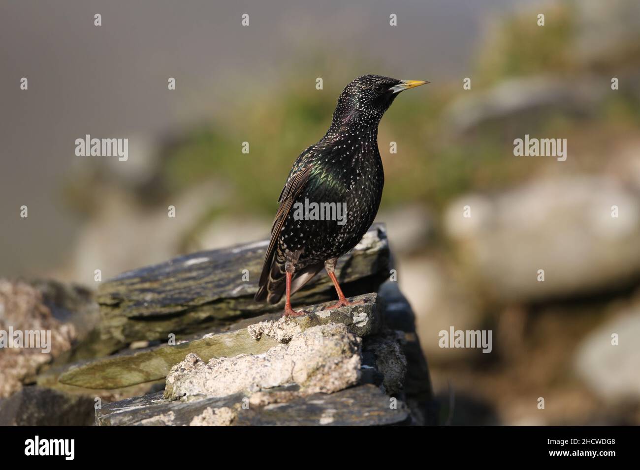 The male starling has blue at the base of its bill,  the female pink. Starlings may be found in many habitats where they search for food. Stock Photo