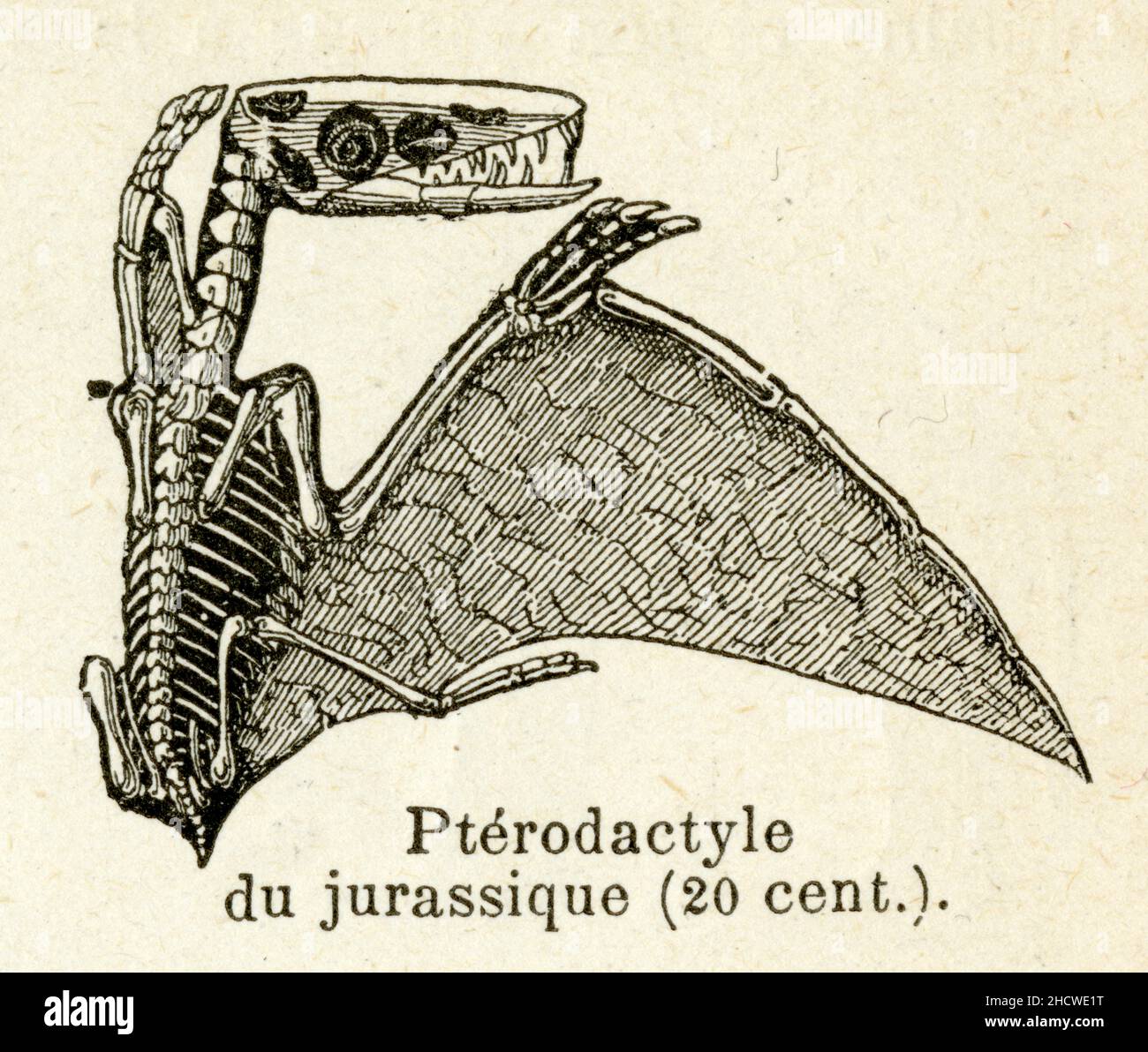 Le ptérodactyle était un étrange reptile volant appartenant à la famille des ptérosauriens. Avec ses ailes fines et membraneuses qui pouvaient atteind Stock Photo