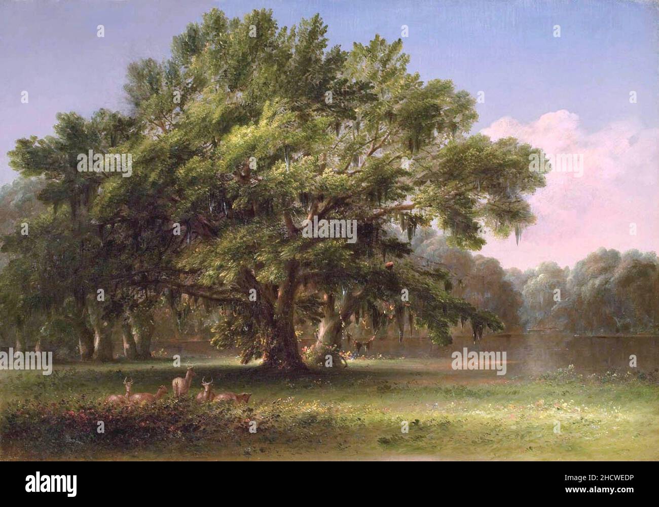 Live Oaks in South Carolina by Thomas Addison Richards Stock Photo - Alamy