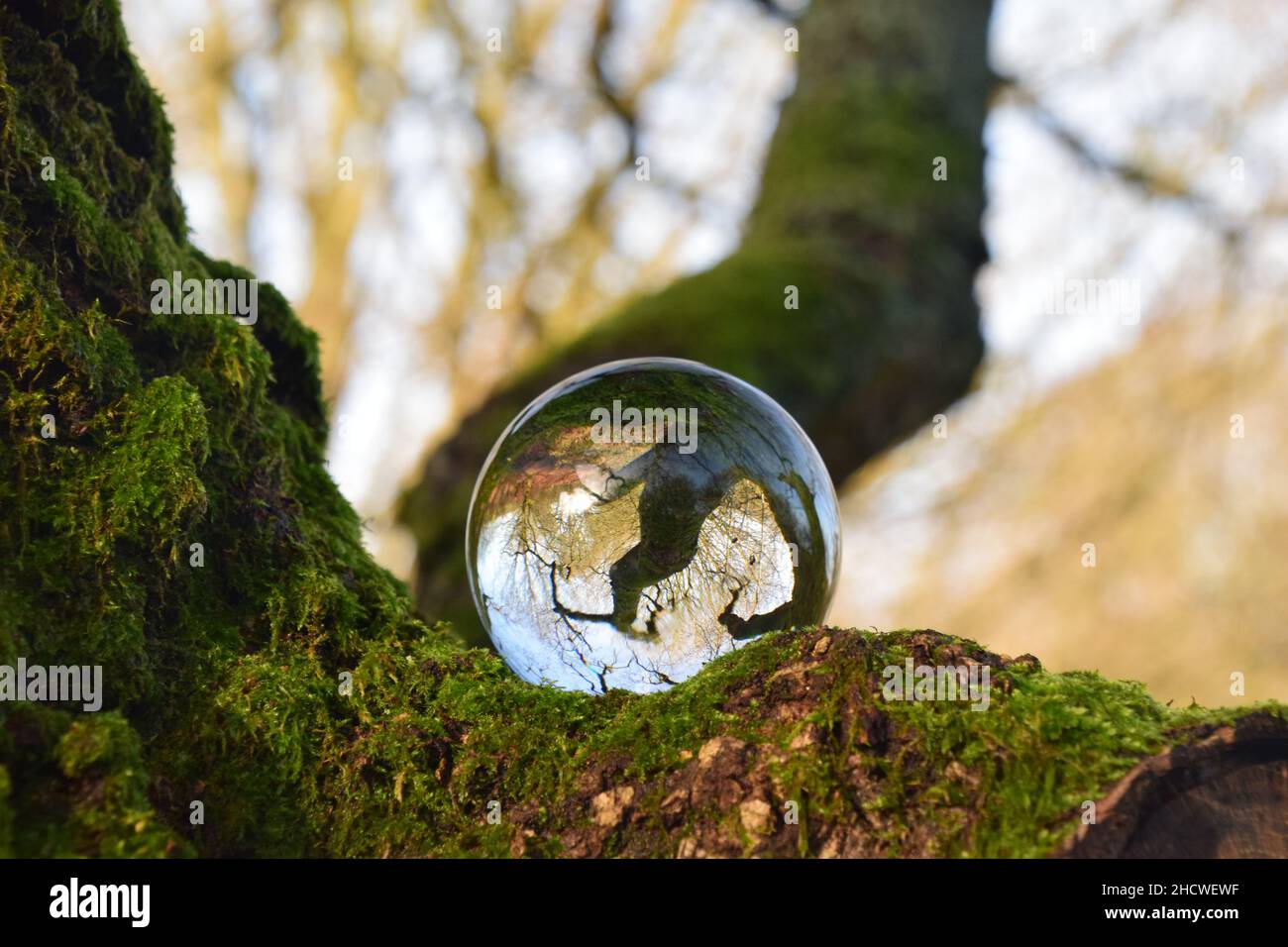 Alternative views in a woodland seen through a crystal ball Stock Photo