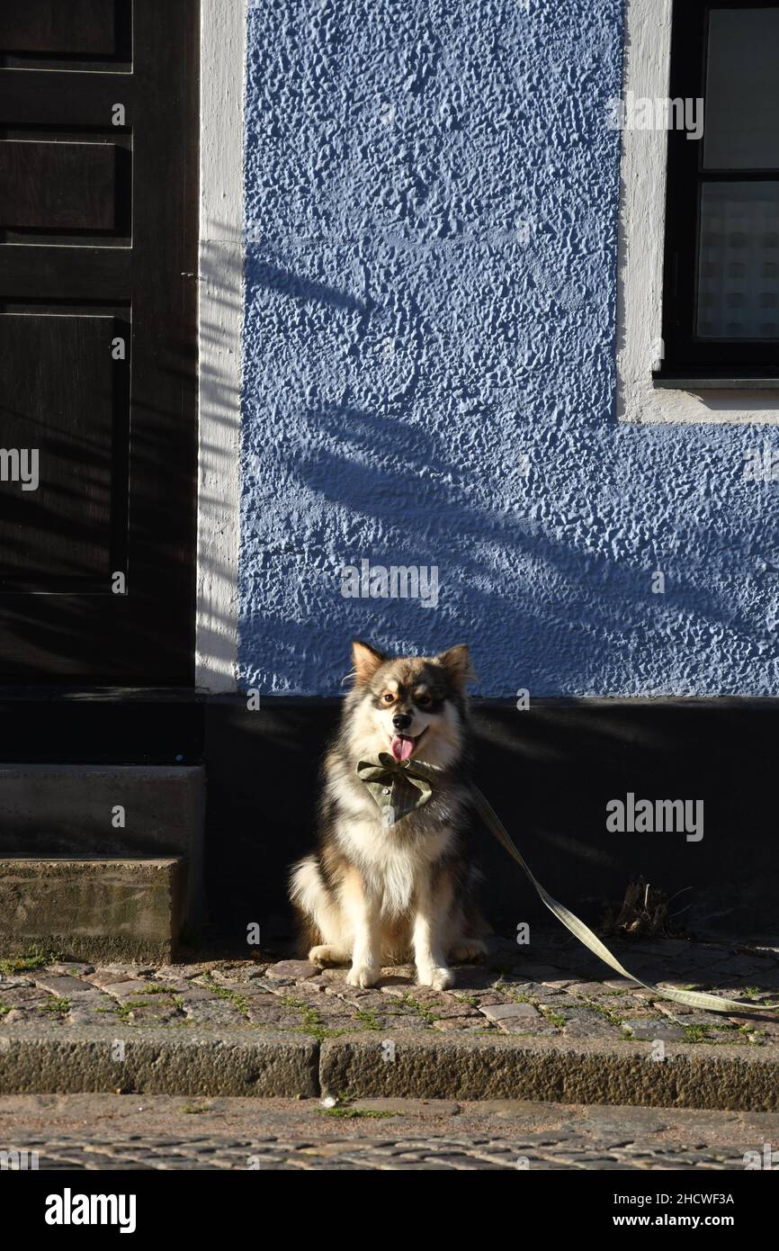 Portrait of a young Finnish Lapphund dog sitting in front of a house in the city Stock Photo