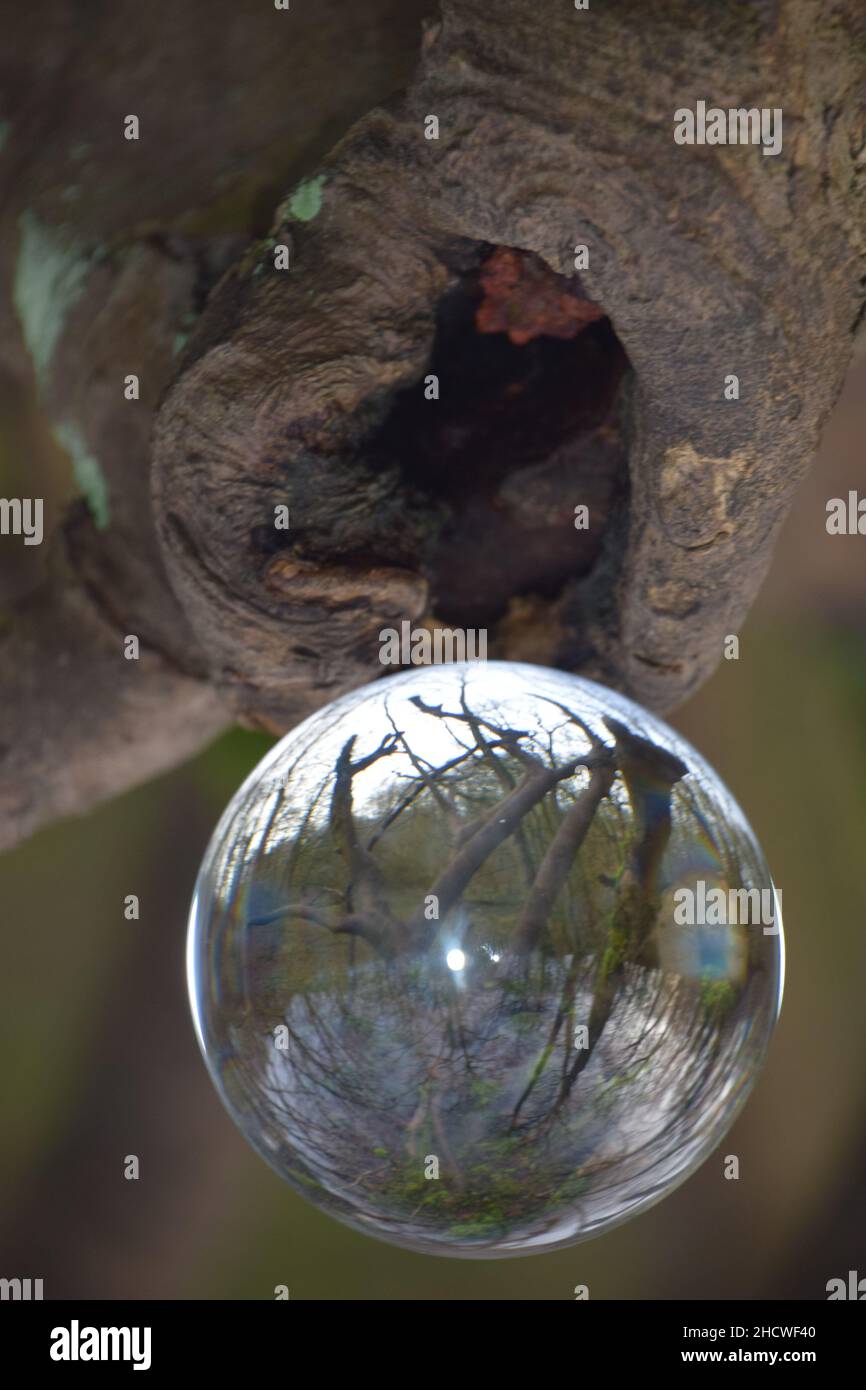 Alternative views in a woodland seen through a crystal ball Stock Photo