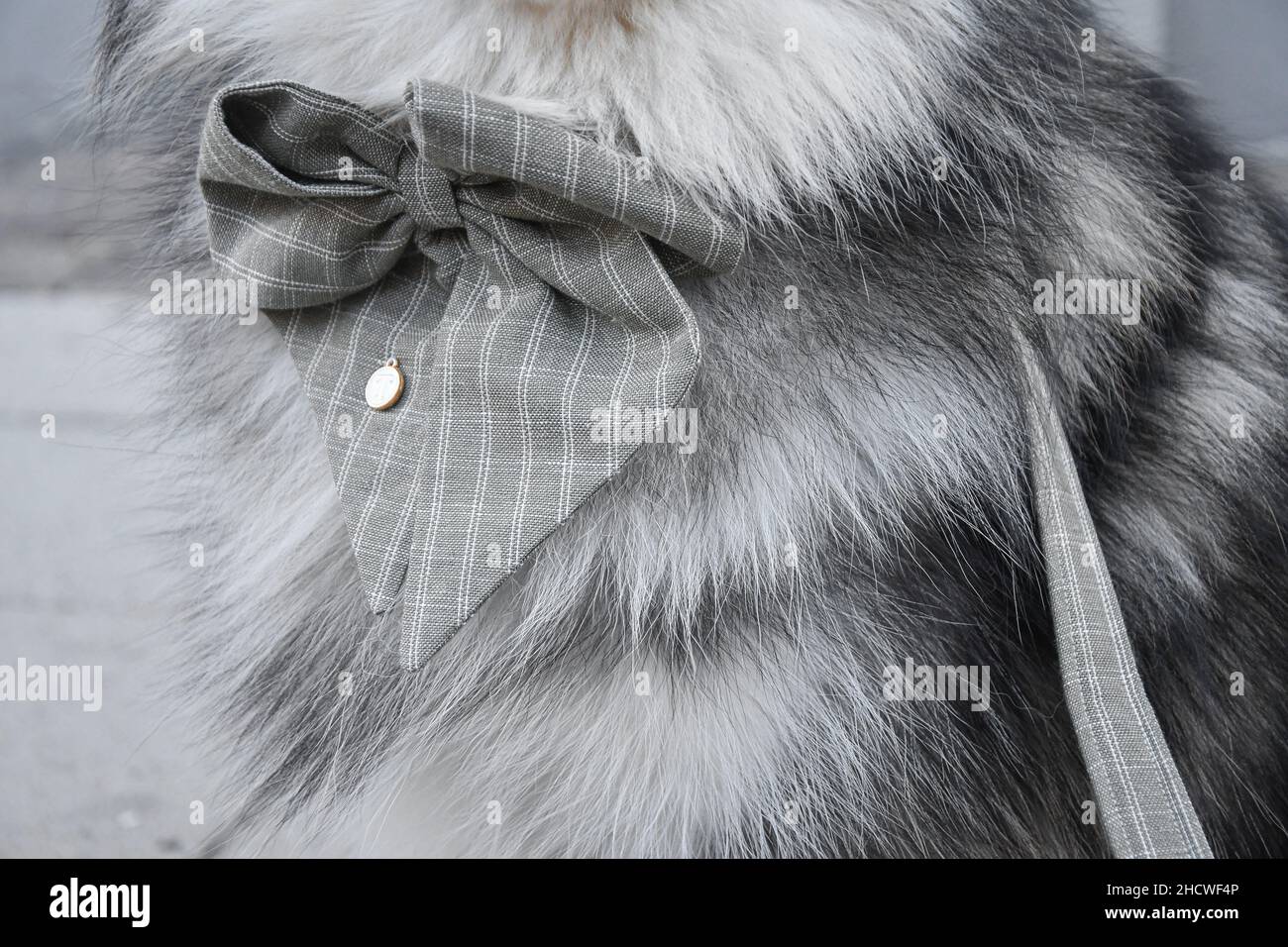 Closeup or macro of a bow tie for a dog Stock Photo