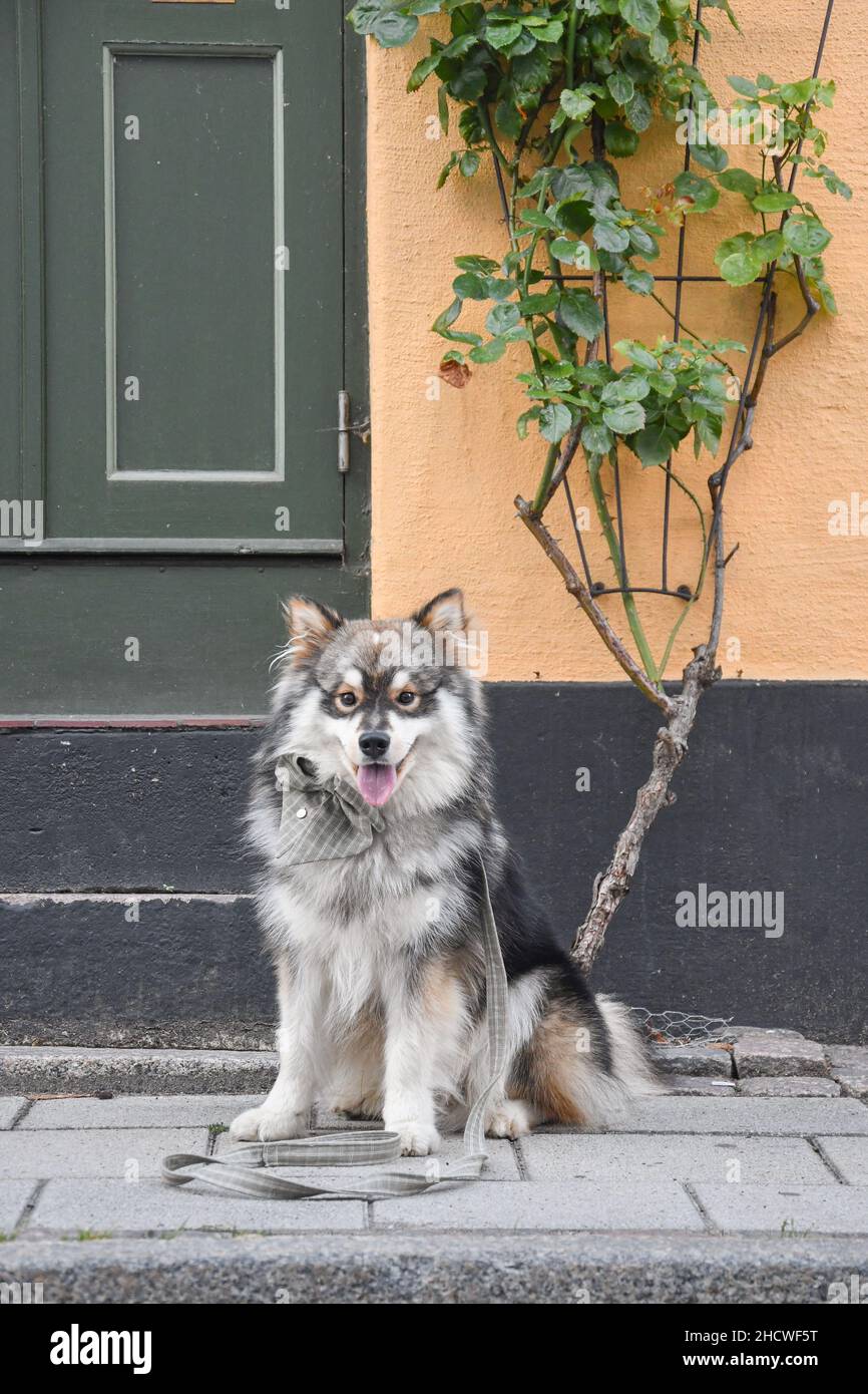 Portrait of a young Finnish Lapphund dog sitting in front of a house in the city Stock Photo