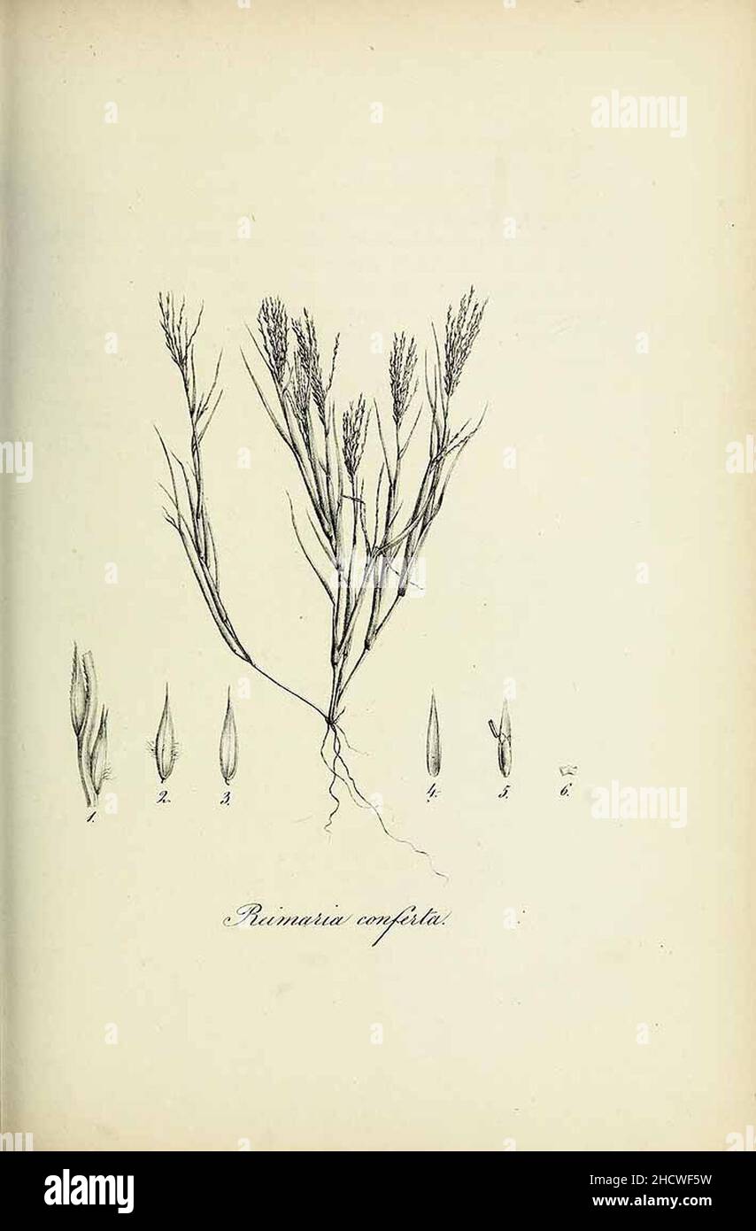 Reimaria conferta - Species graminum - Volume 3. Stock Photo