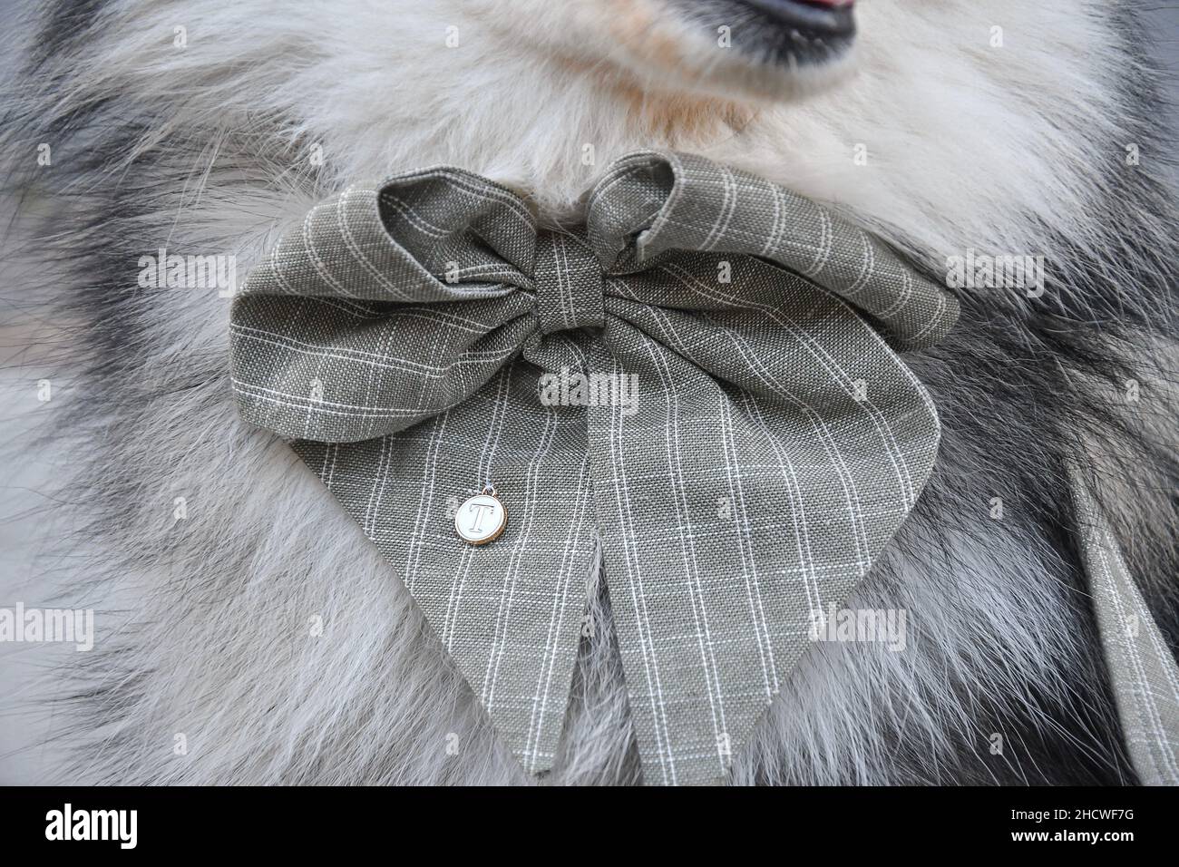 Closeup or macro of a bow tie for a dog Stock Photo