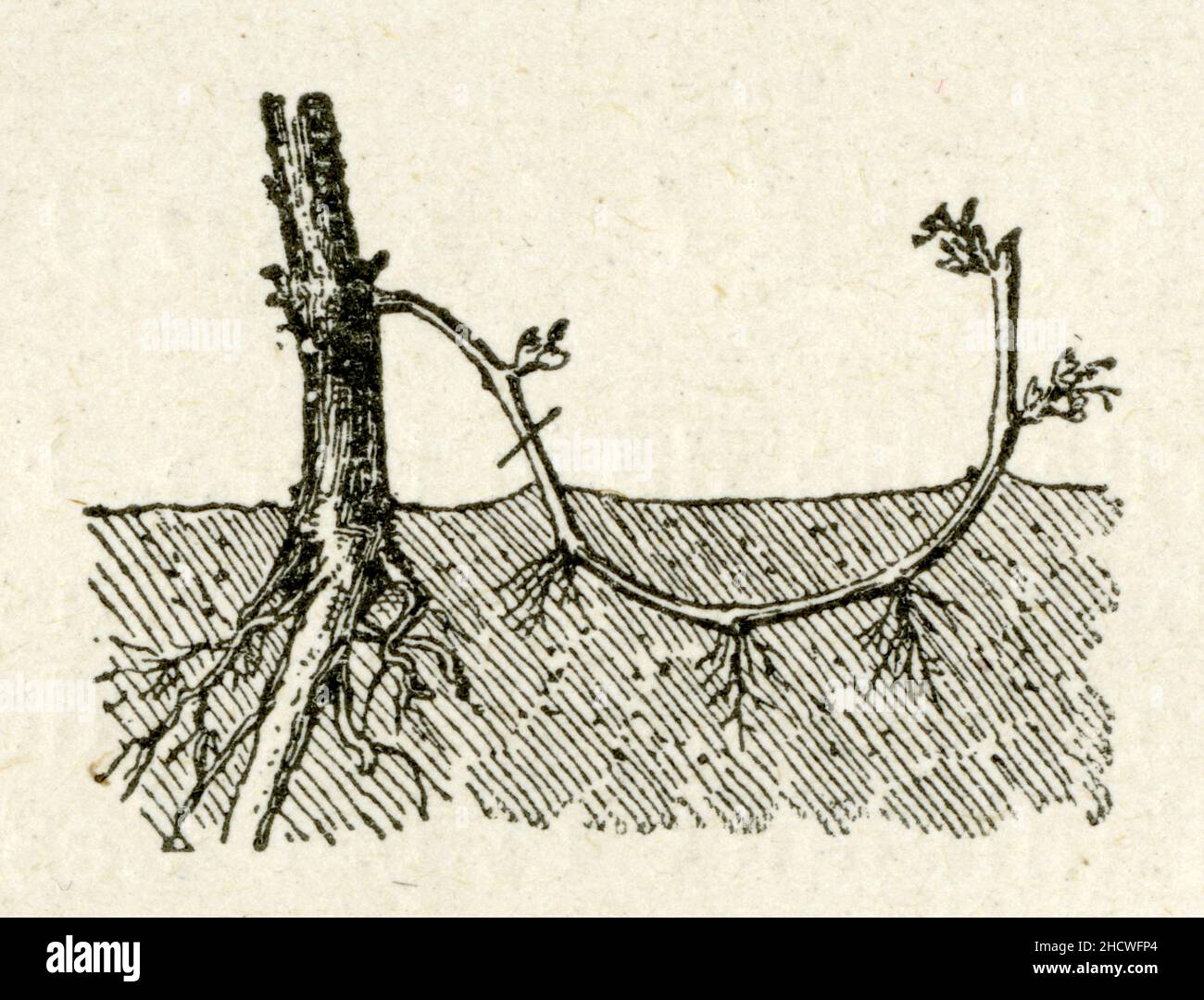 Marcotte de vigne Stock Photo - Alamy