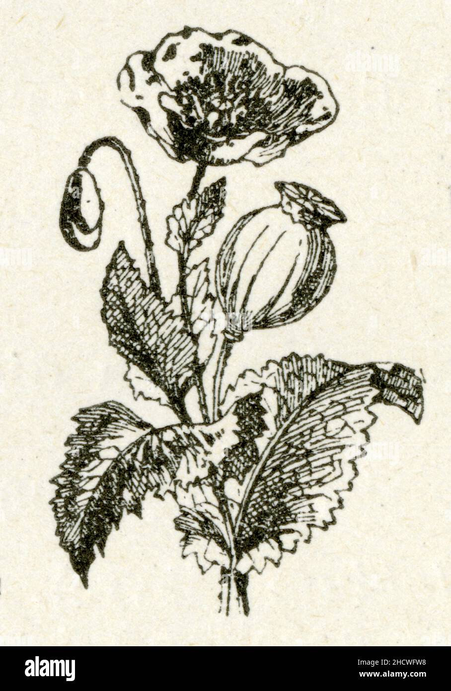 Papavéracée, pavot Stock Photo