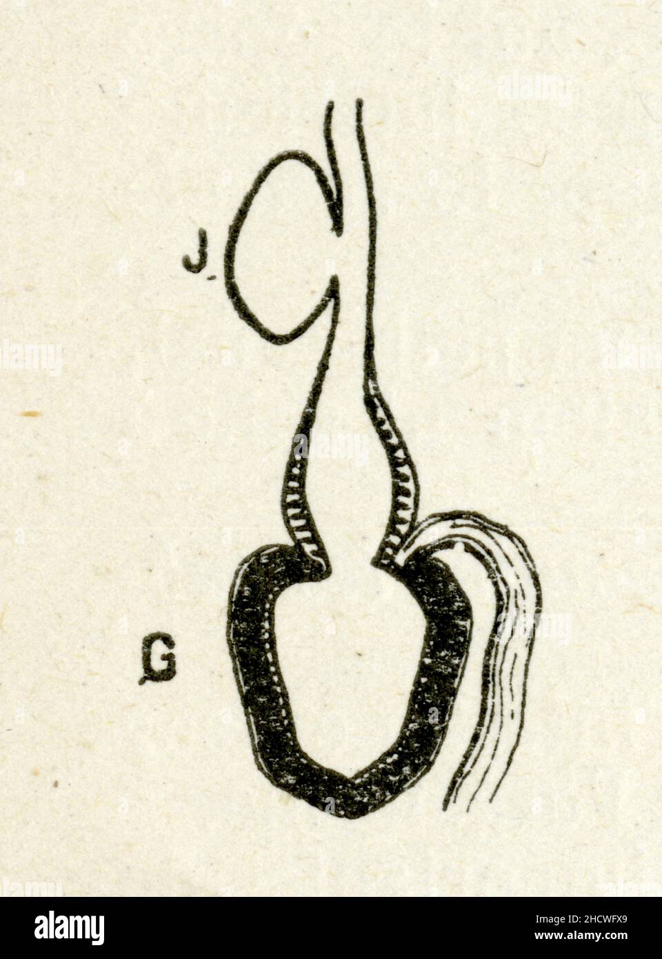 Appareil digestif de la poule. J.jabot. G,gésier. I,intestin Stock